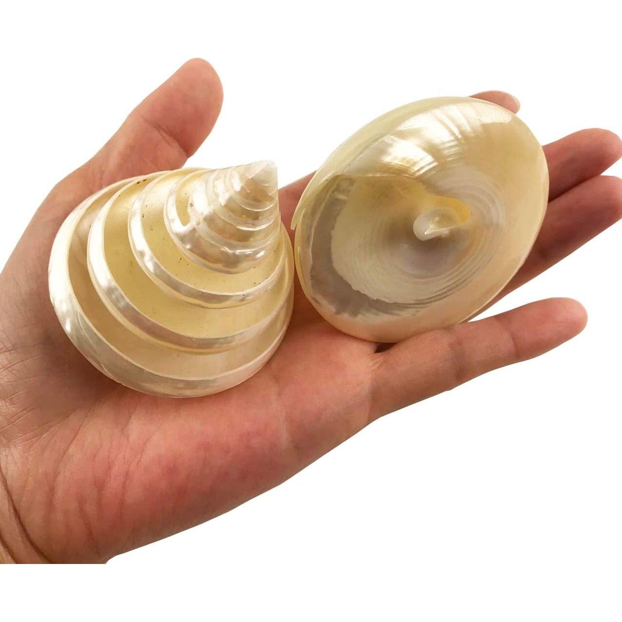 Conchas Turbo Arapica Pulida Blanca MMvolesy - 2 Piezas 5-6.35 cm