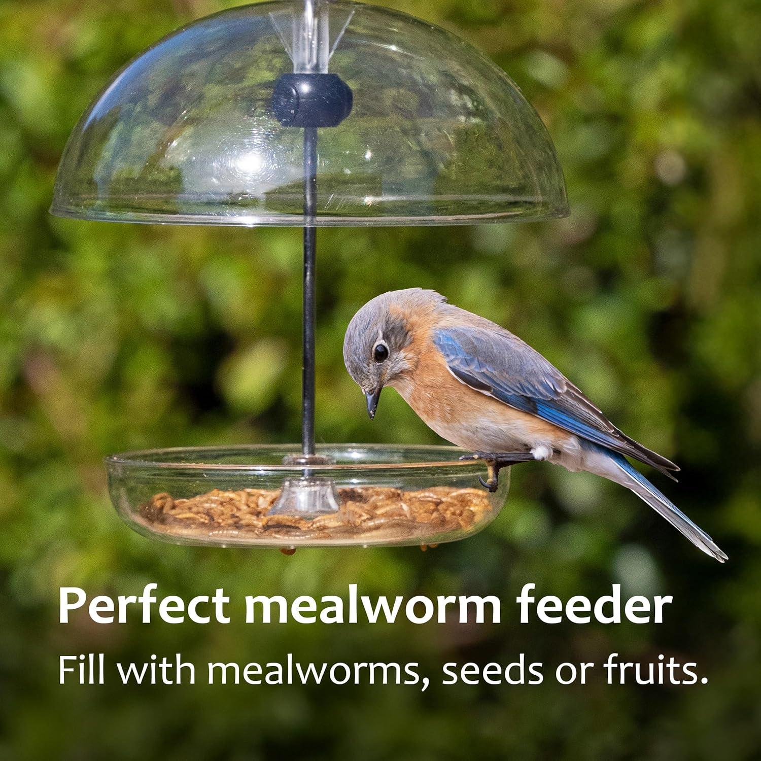 Comedero para Bluebird Jacobi Jayne Pearl Mini - Gusanos de la Harina