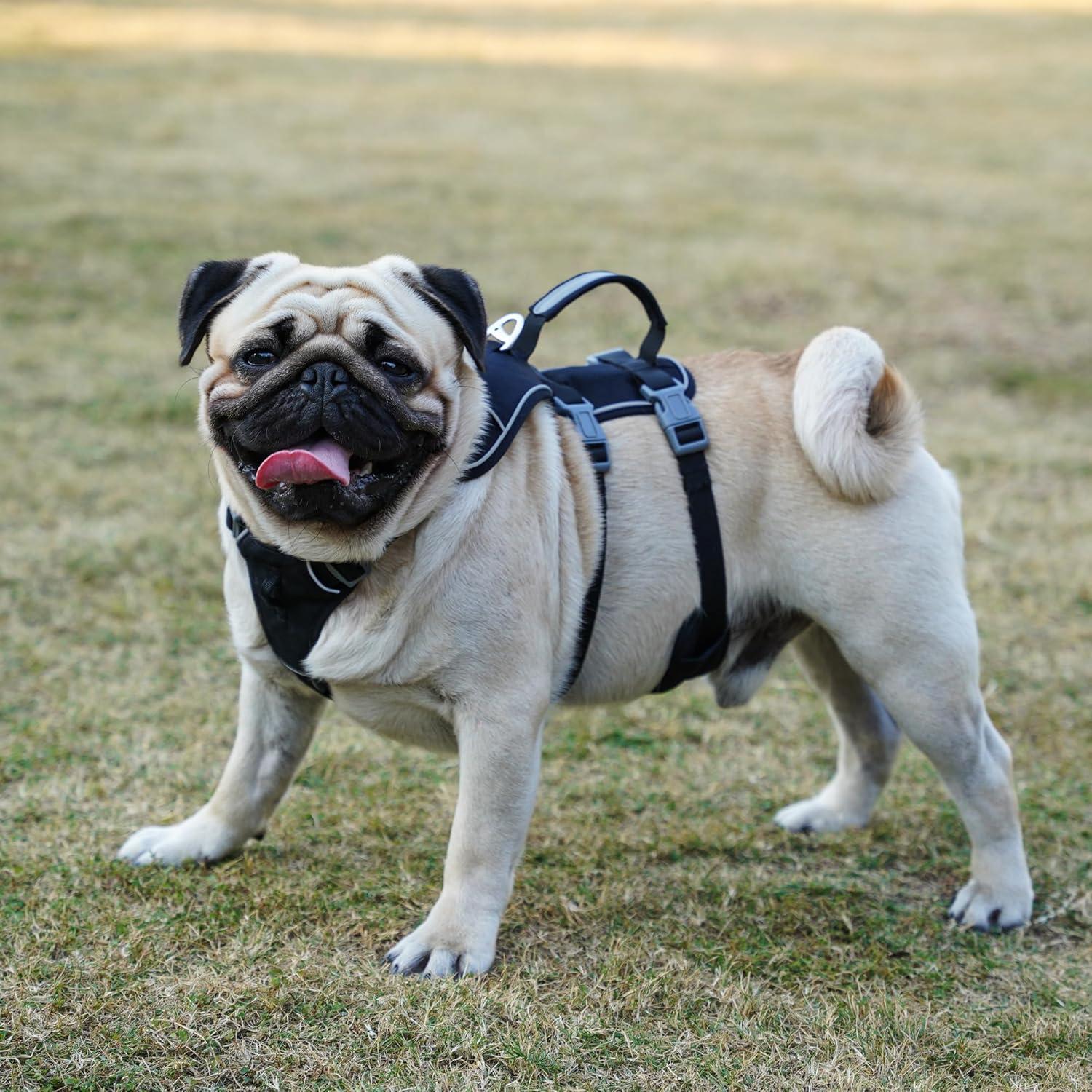 Arnés y Correa para Perros Wuffley XS Negro, Reflectante