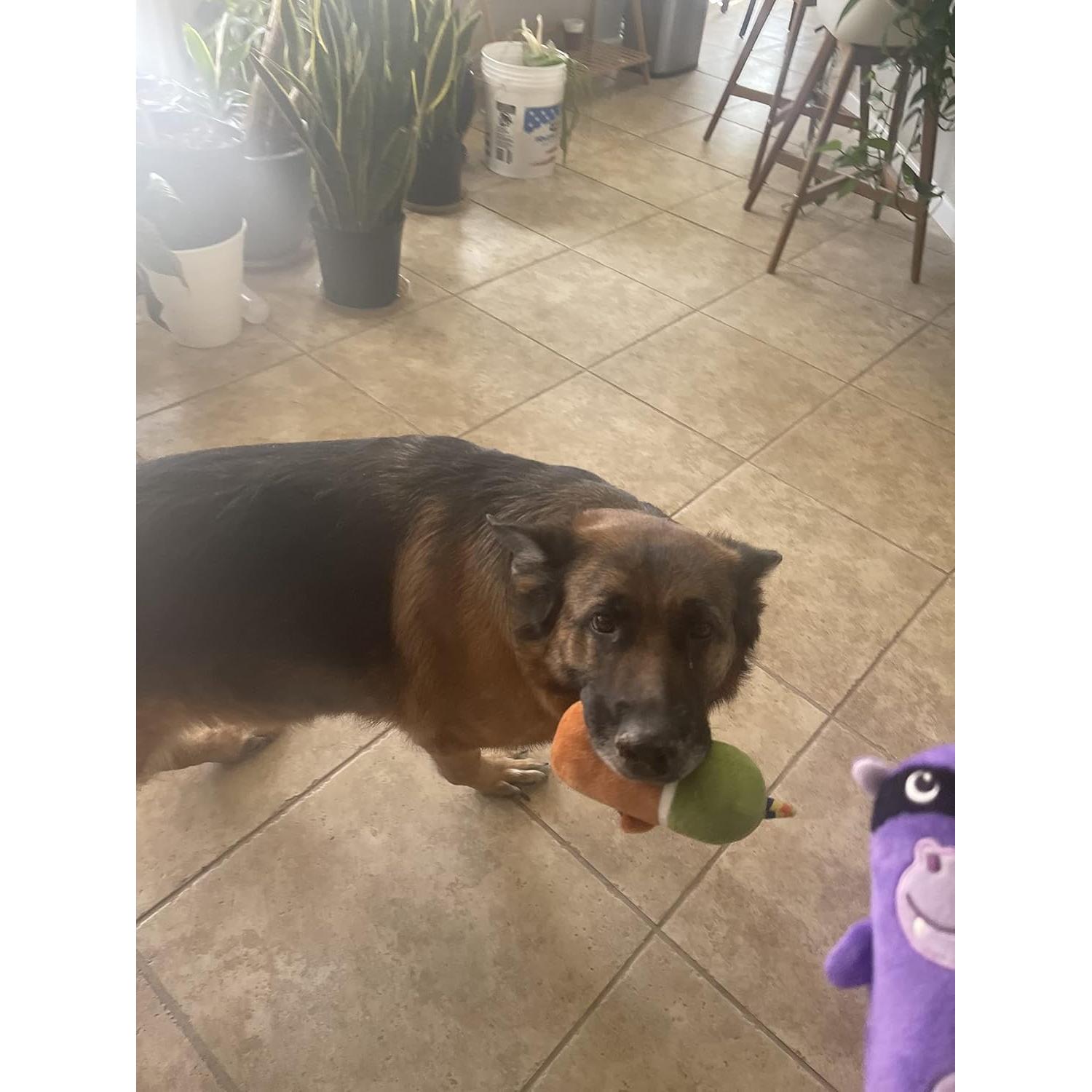 Paquete de 6 Juguetes Squeaky para Perros Jalousie