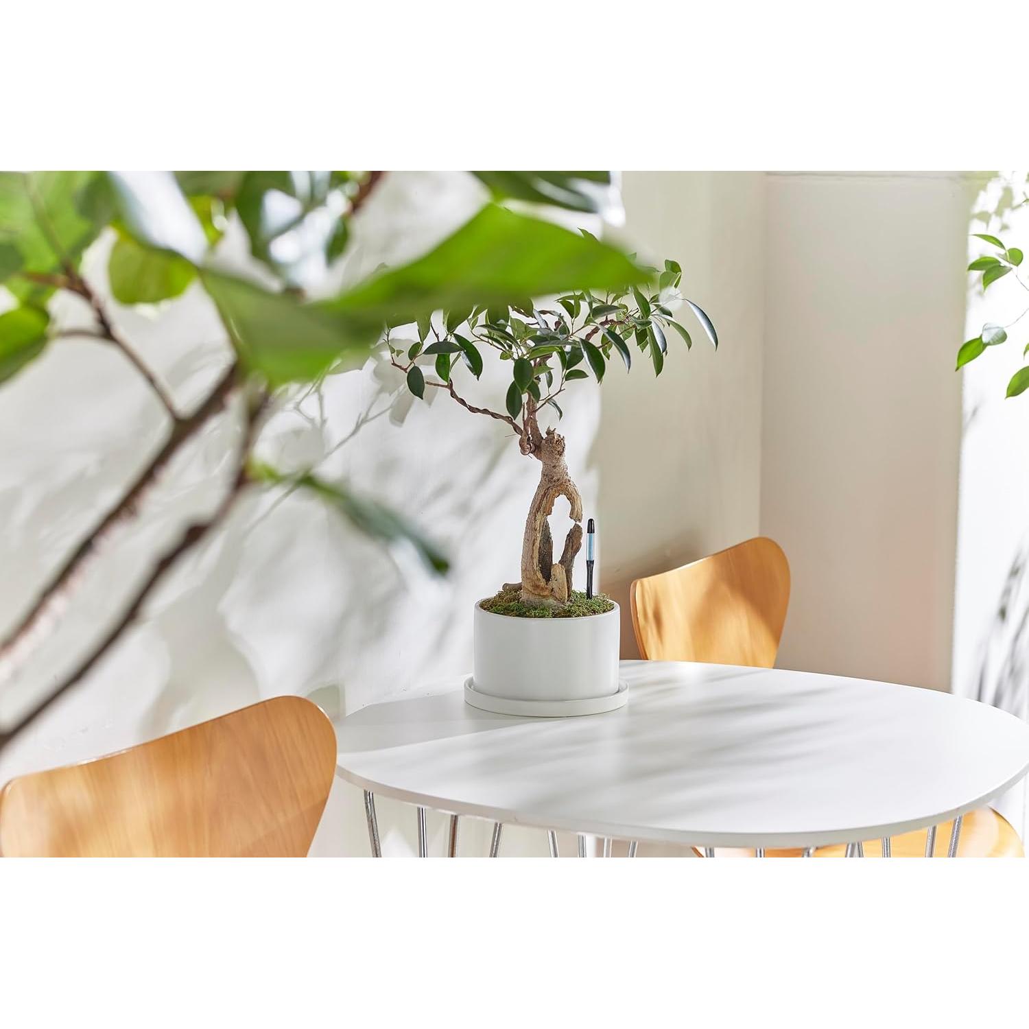 Comprobador de Riego Cabinoche SUSTEE Set 2 Piezas Negro