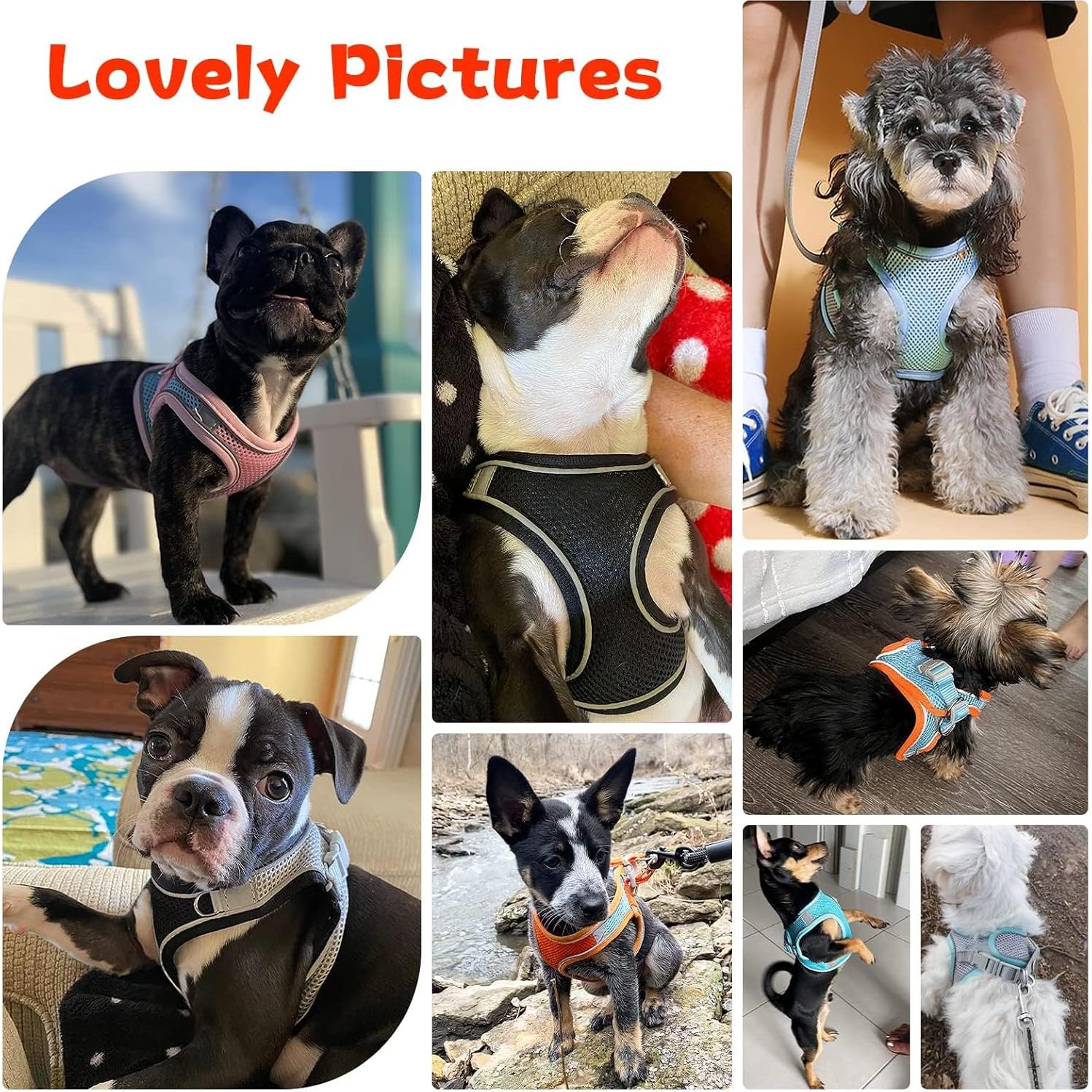 Arnés y Correa para Perros Pequeños PETPUBGNZS Ajustable Negro