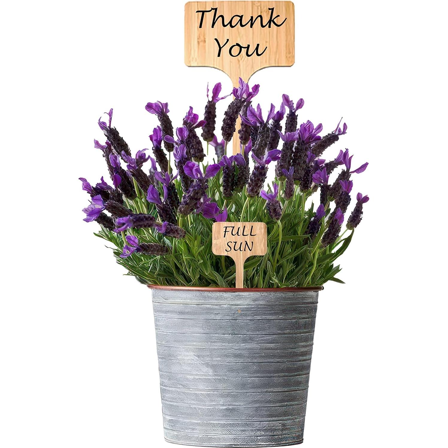 Paquete de 10 Etiquetas de Jardín 20 cm Best Pick Productos