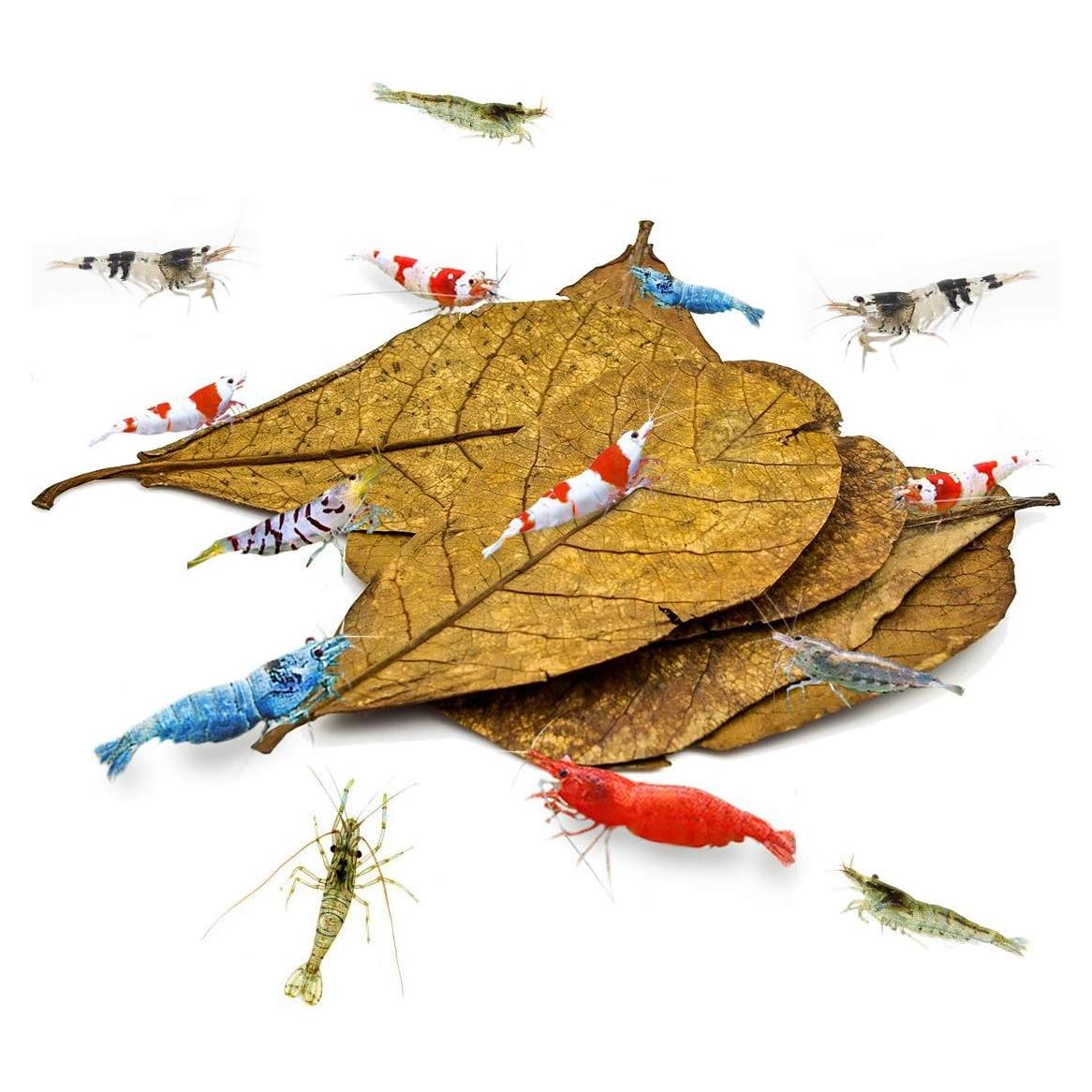 Hojas de Almendra India SunGrow para Acuarios de Camarones 10 Pcs