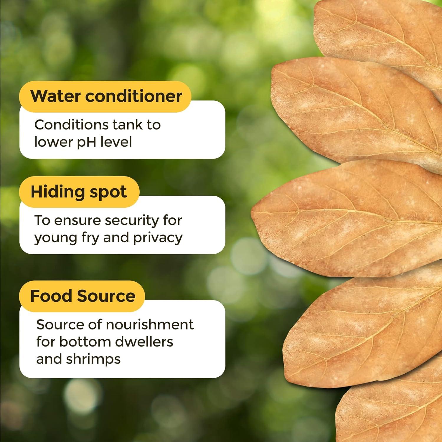 Hojas de Almendra India SunGrow para Acuarios de Camarones 10 Pcs