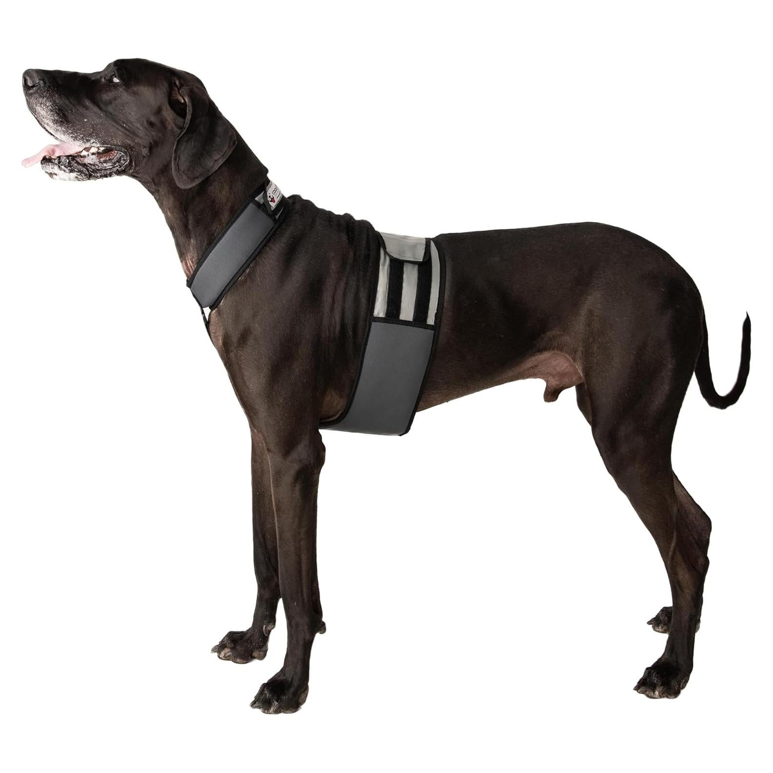 Chaleco y Collar Refrigerante para Perros Maranda XL