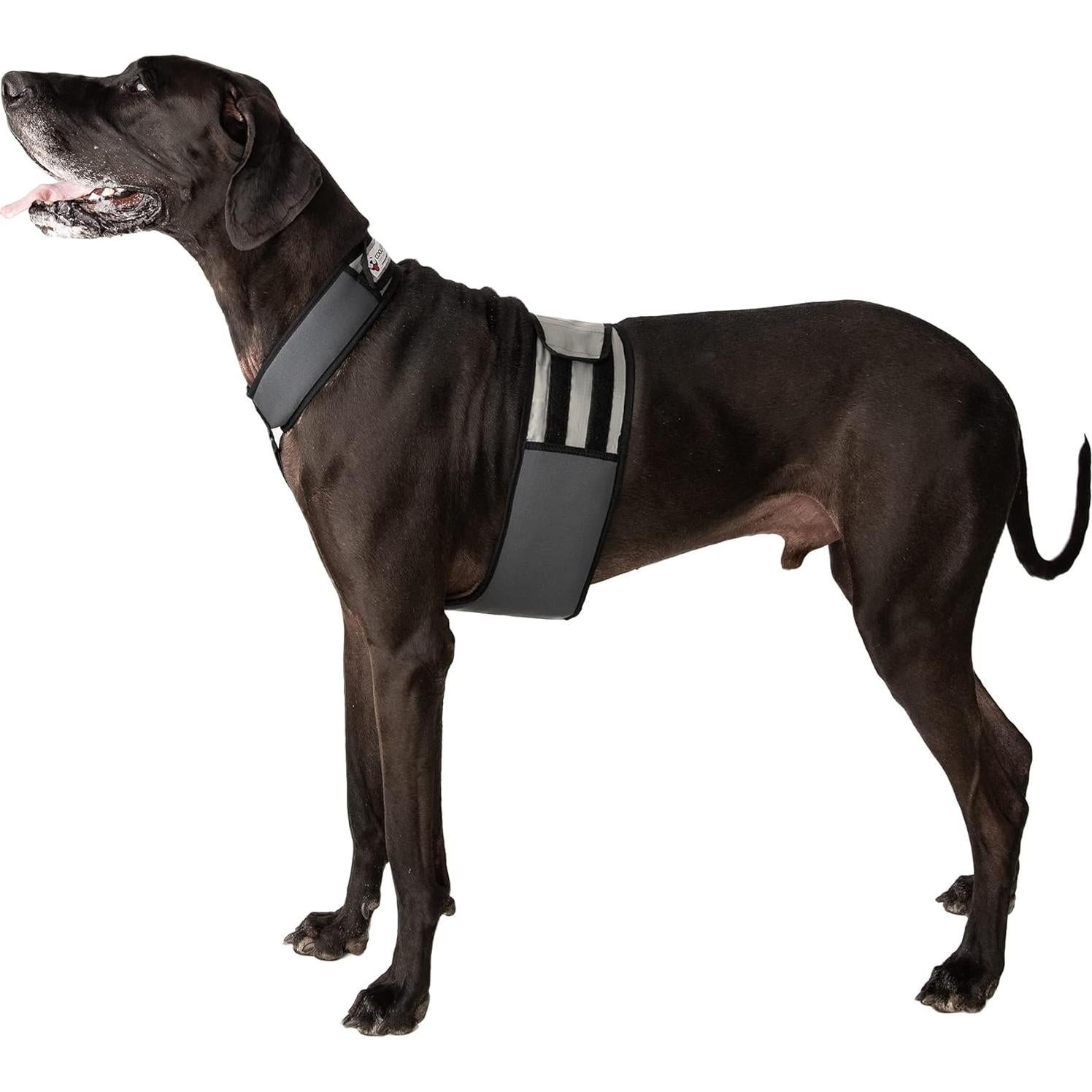 Chaleco y Collar Refrigerante para Perros Maranda XL