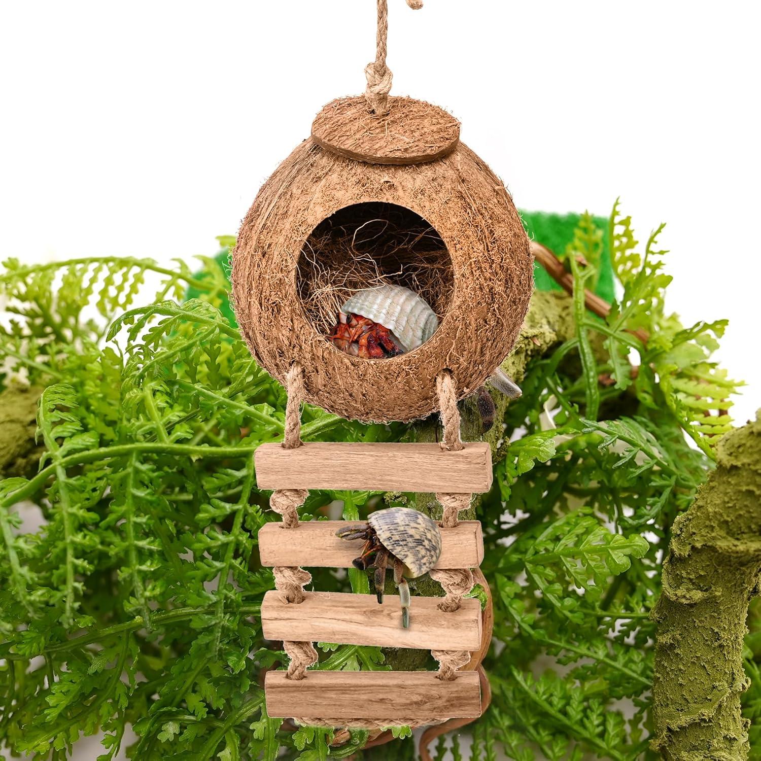 Casa de Coco Natural U0U para Cangrejo Ermitaño con Escalera
