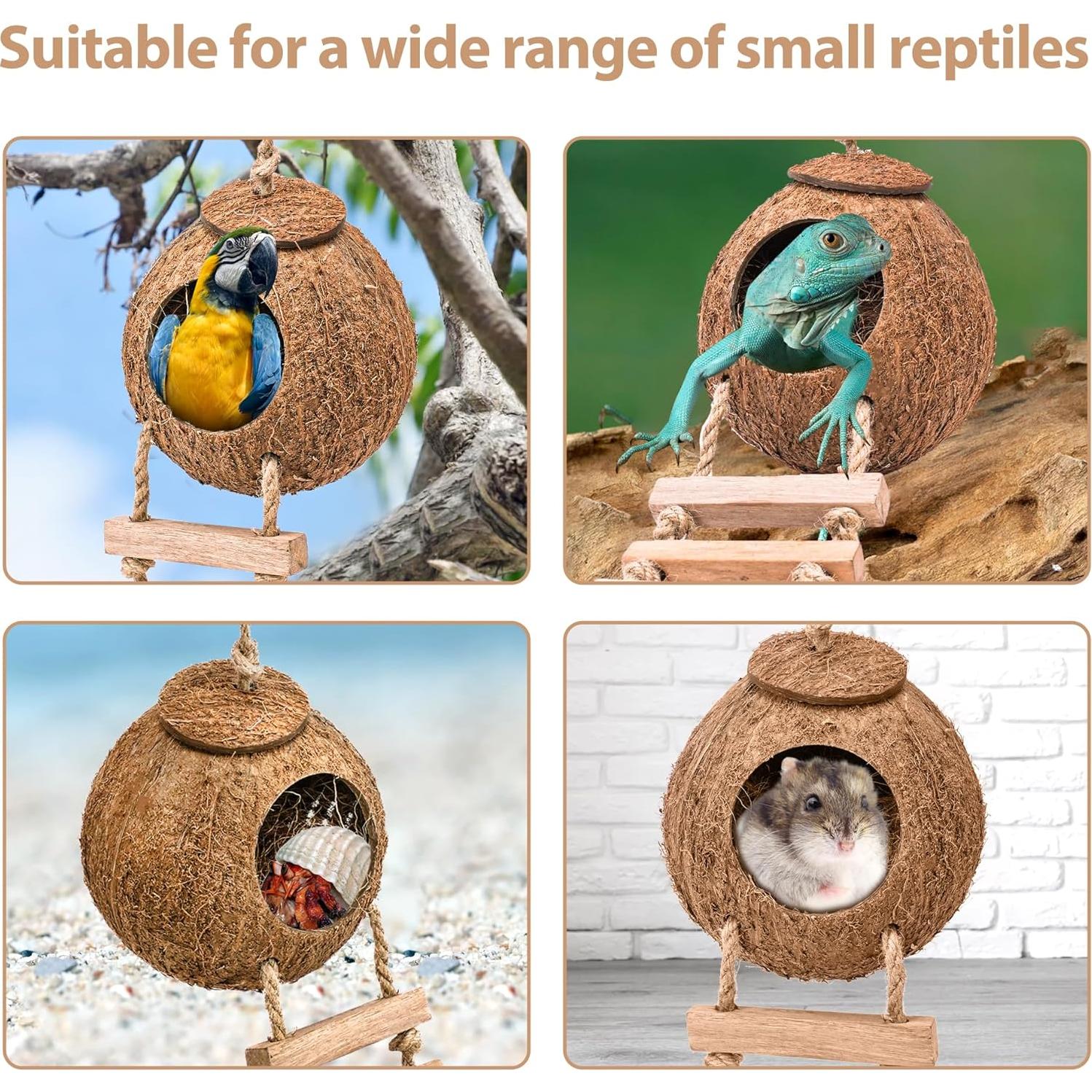 Casa de Coco Natural U0U para Cangrejo Ermitaño con Escalera