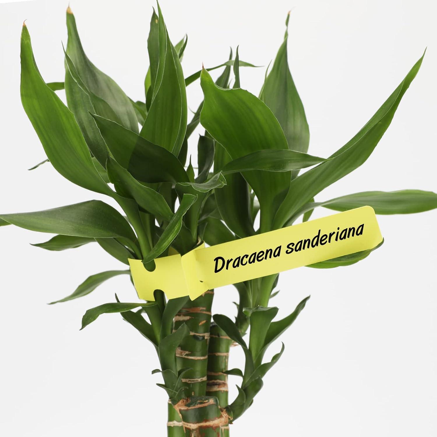 Etiquetas de Plástico para Jardín KINGLAKE 200 Pcs 2x20cm