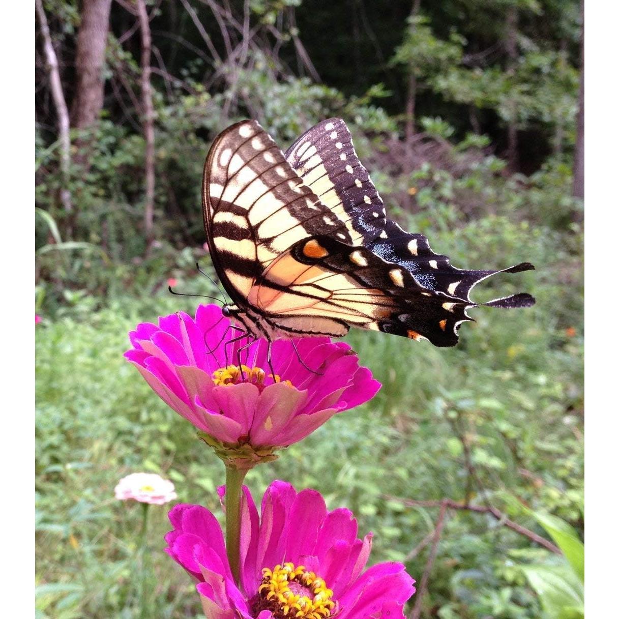 Kit de Jardinería para Patio Compañía Safari de Patio - 6 Semillas
