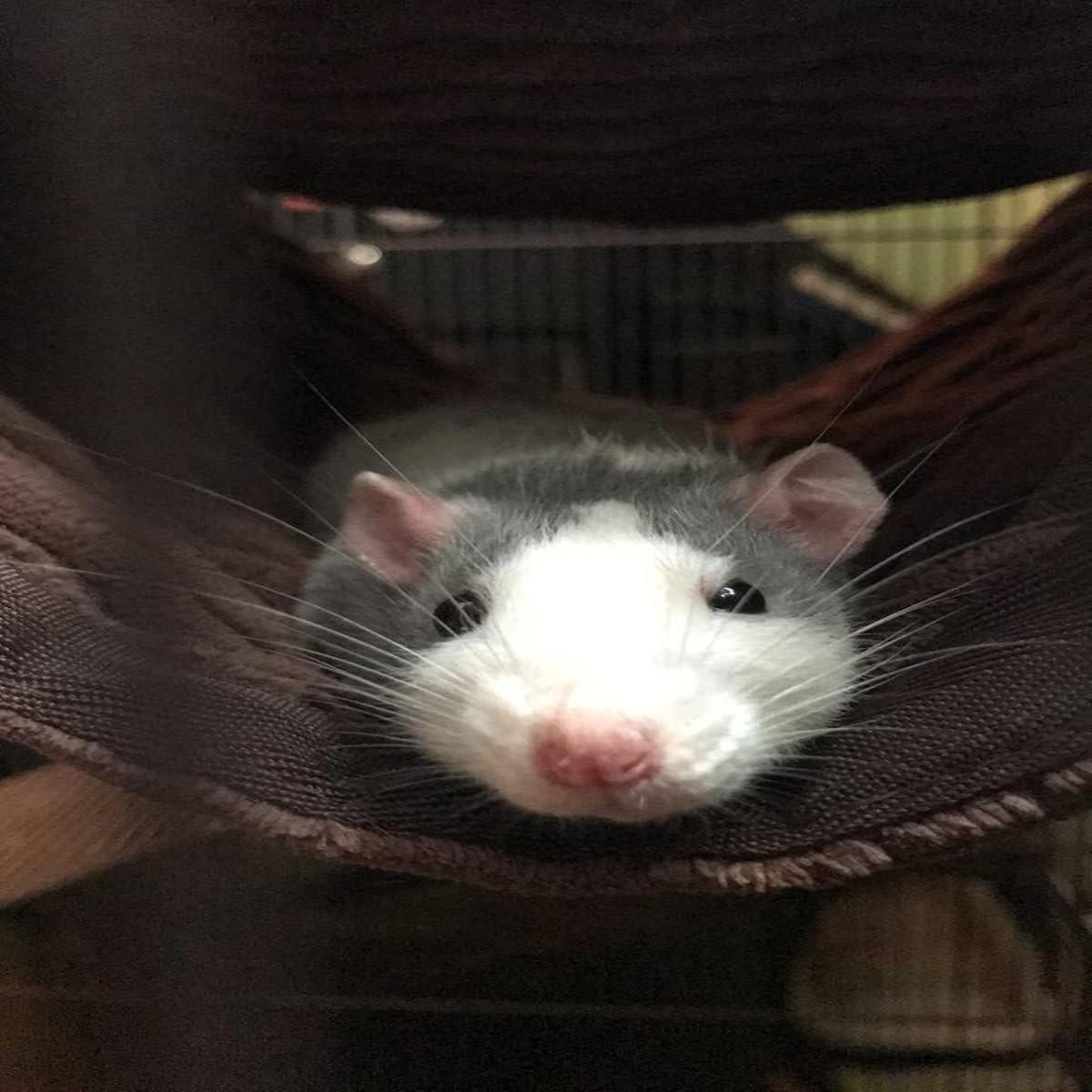 Hamaca y Túnel para Mascotas G YITENG - Cama Doble para Hurones y Ratas