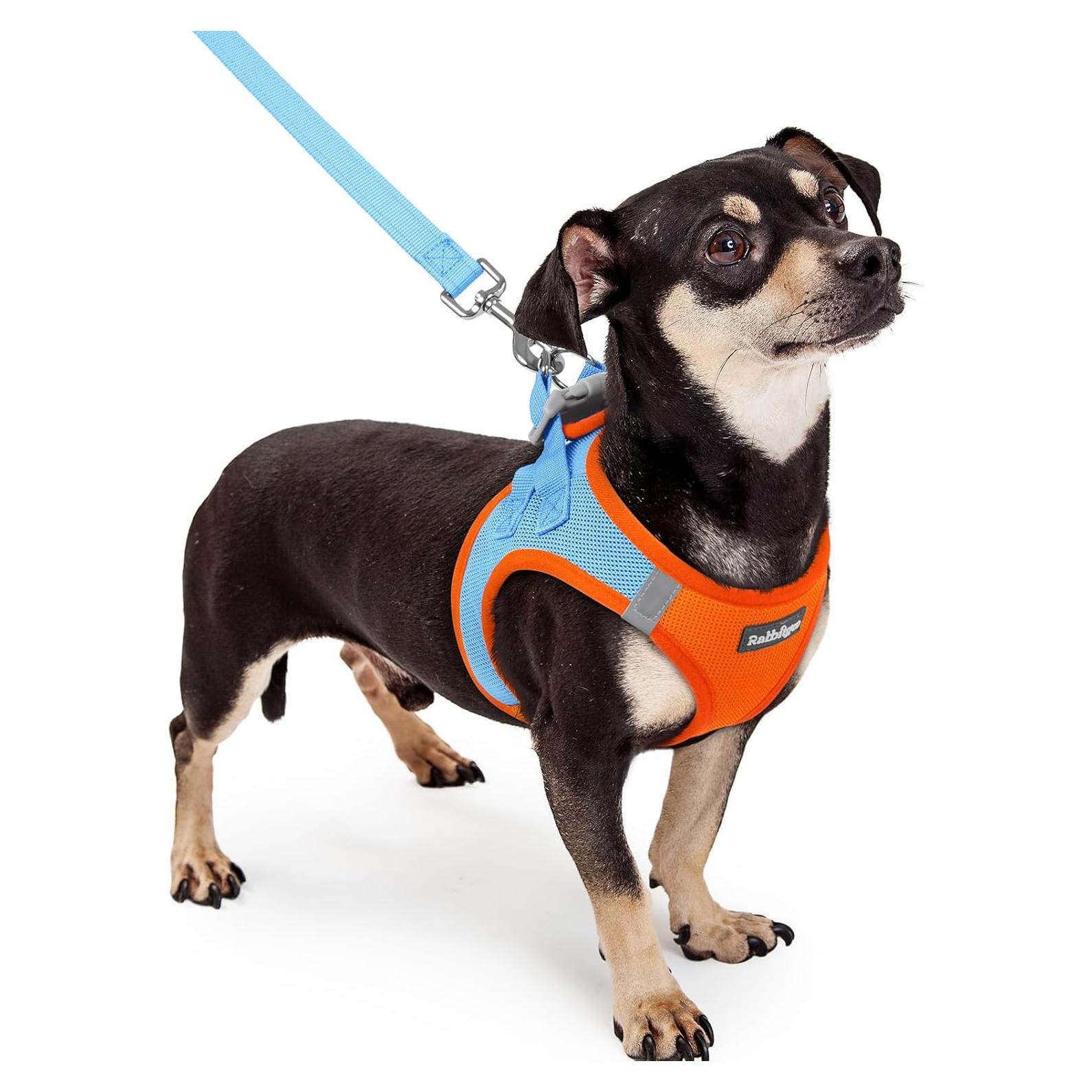 Conjunto Arnés y Correa Rabbitgoo XXXS Azul Naranja Transpirable