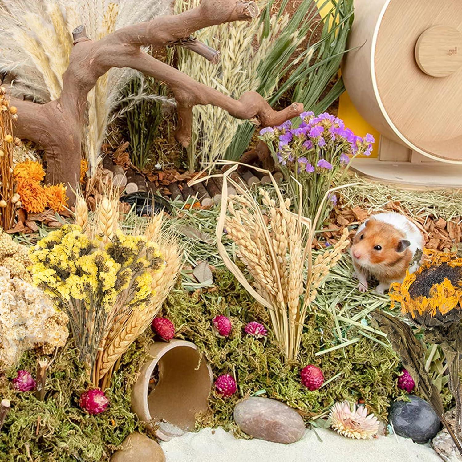 Decoración Natural para Hámsters NICERINC - 10 Piezas de Grano