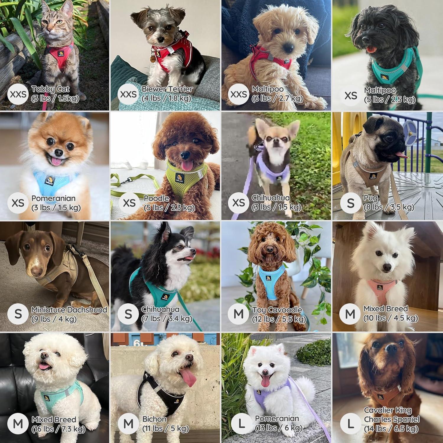 Arnés para Perros Pequeños Bella & Pal XXS Verde Aguacate