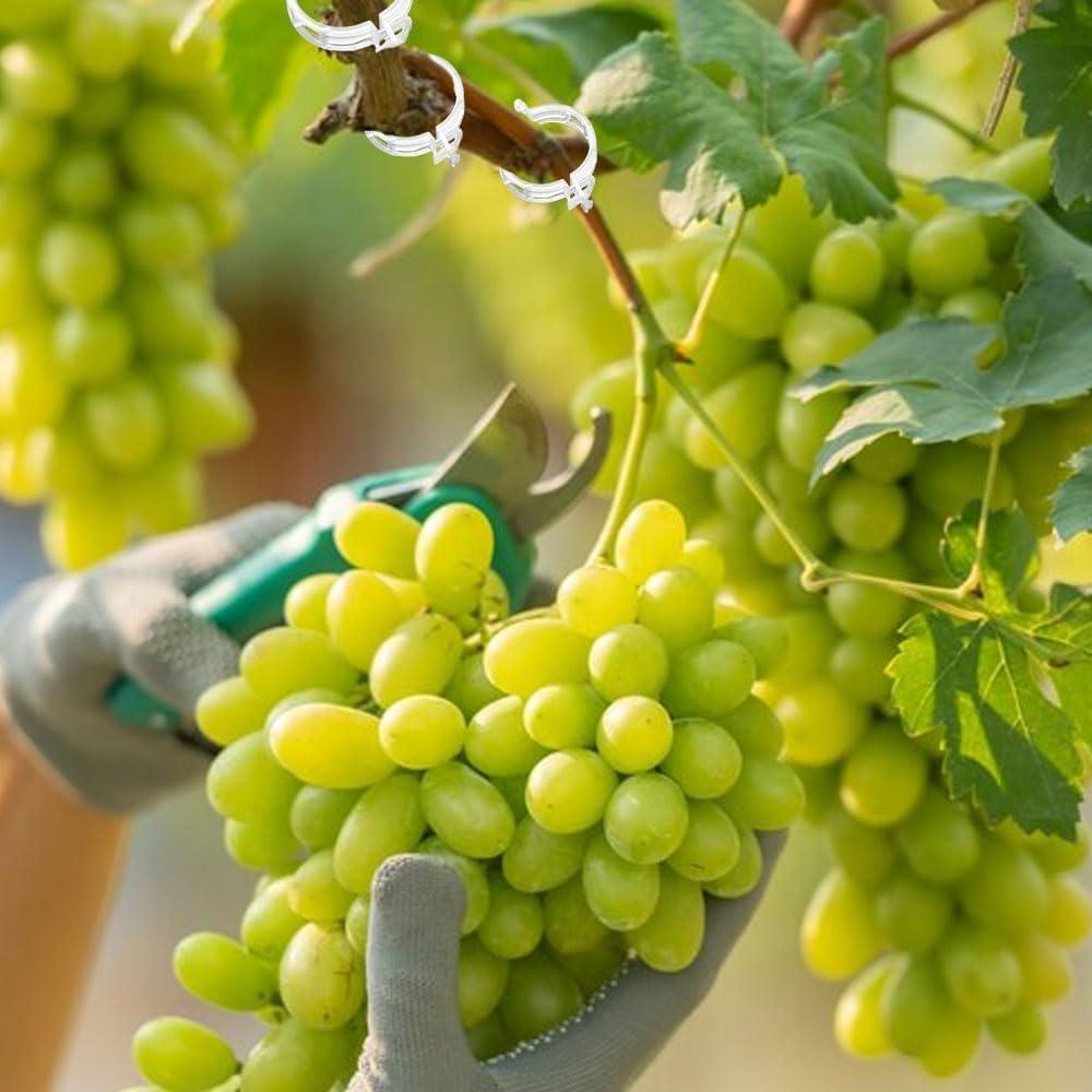 Clips de Soporte para Plantas Trepadoras Kerrtoa - 50 Unidades