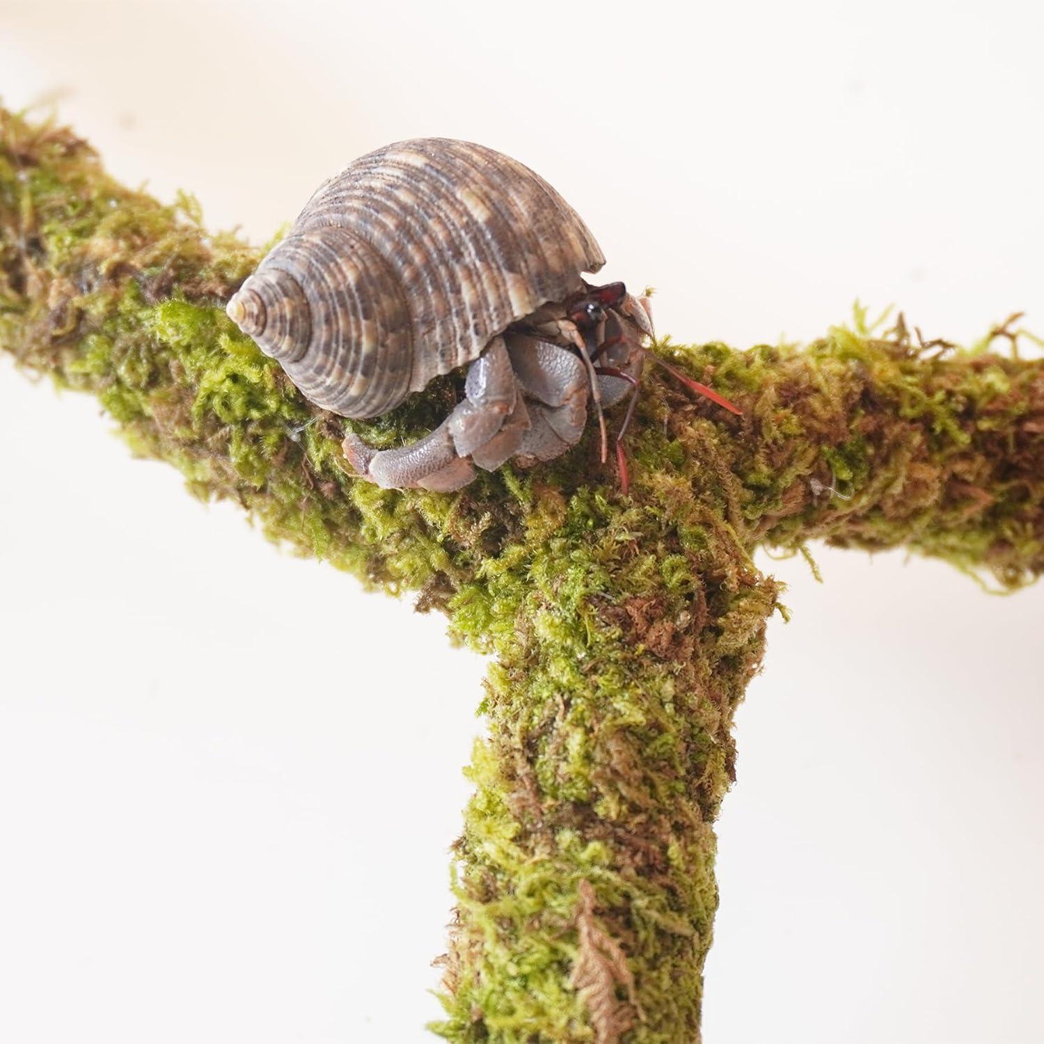 Poste de Musgo para Cangrejos Ermitaños Begeterday 30.48 cm