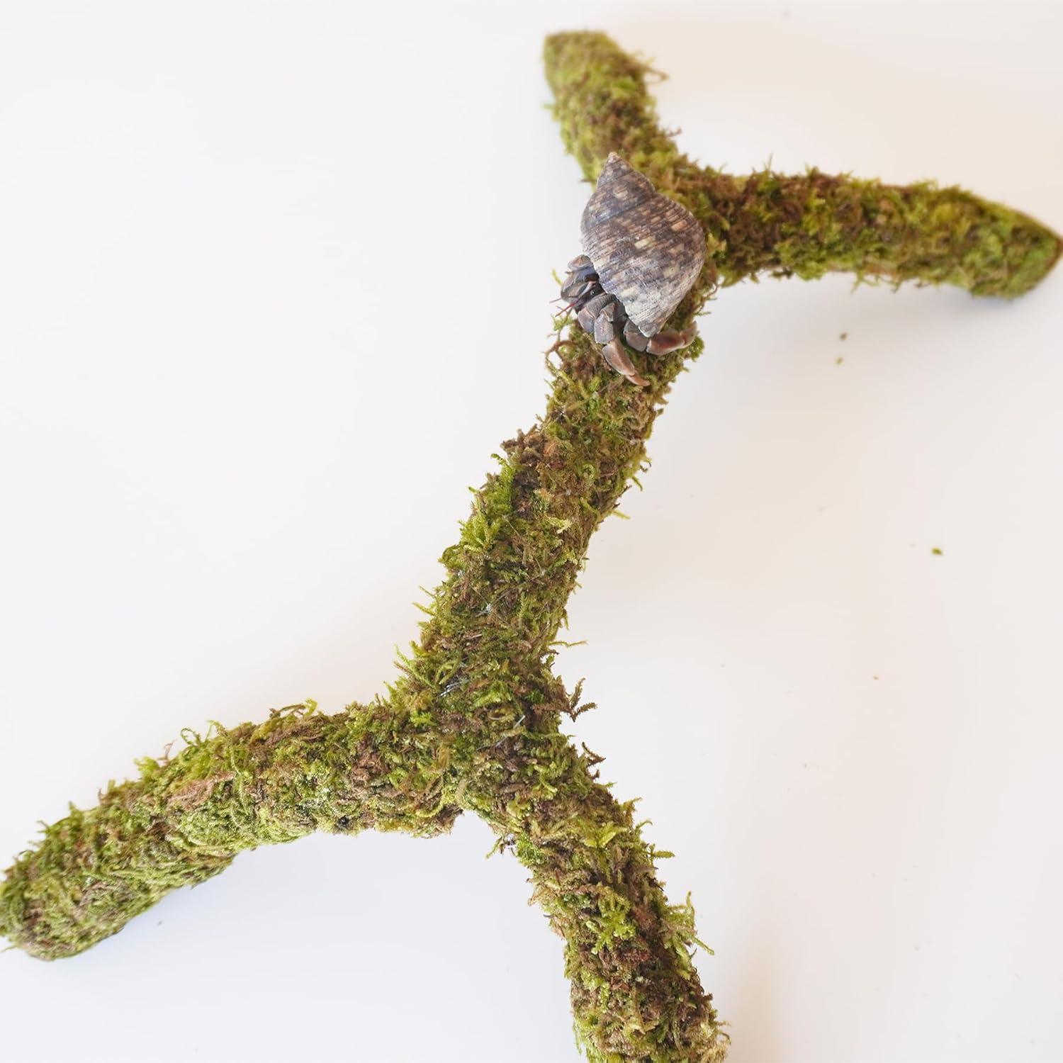 Poste de Musgo para Cangrejos Ermitaños Begeterday 30.48 cm