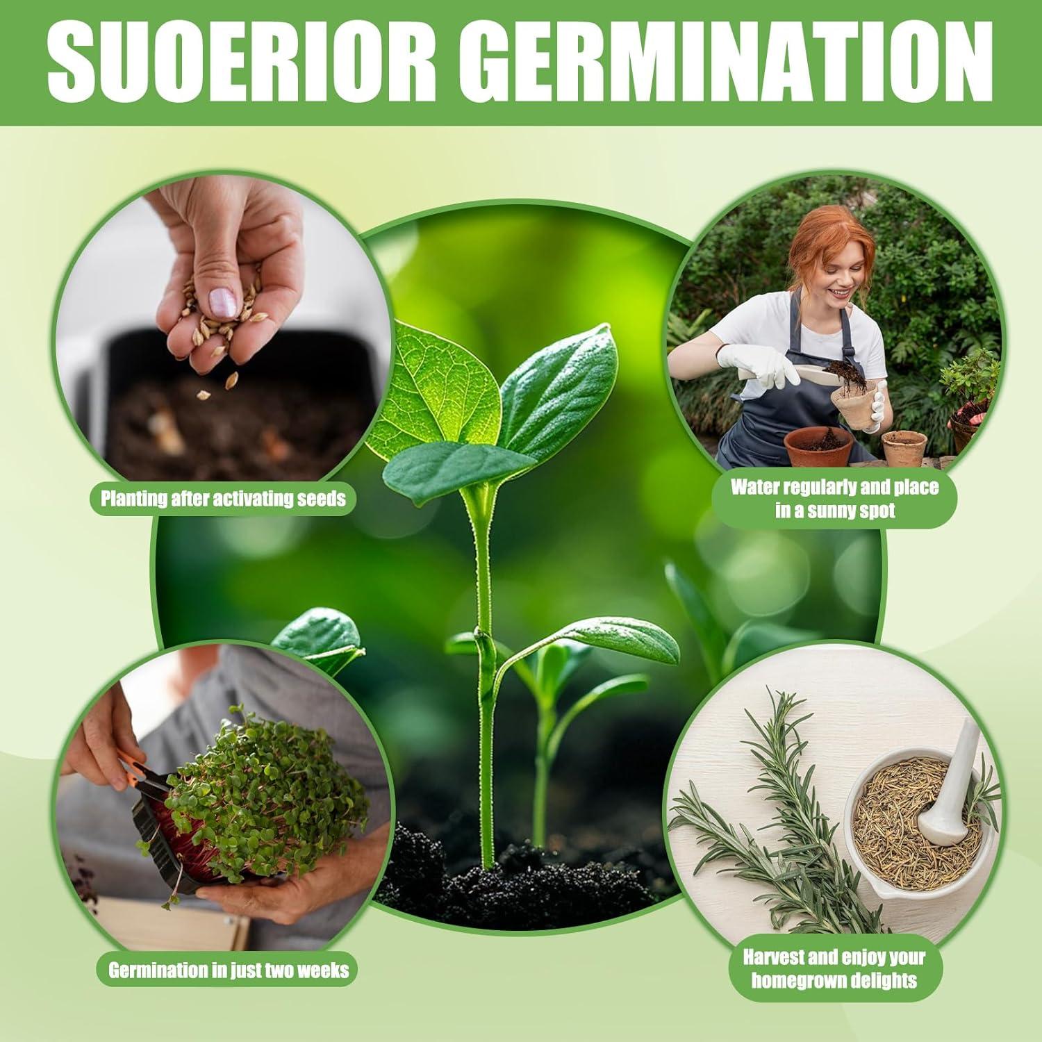 Kit de Jardín de Ventana EquSym - 10 Hierbas Orgánicas para Interior