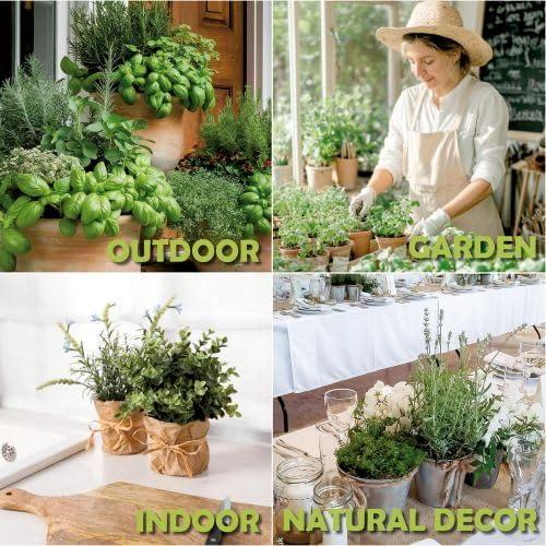 Kit de Jardín de Ventana EquSym - 10 Hierbas Orgánicas para Interior