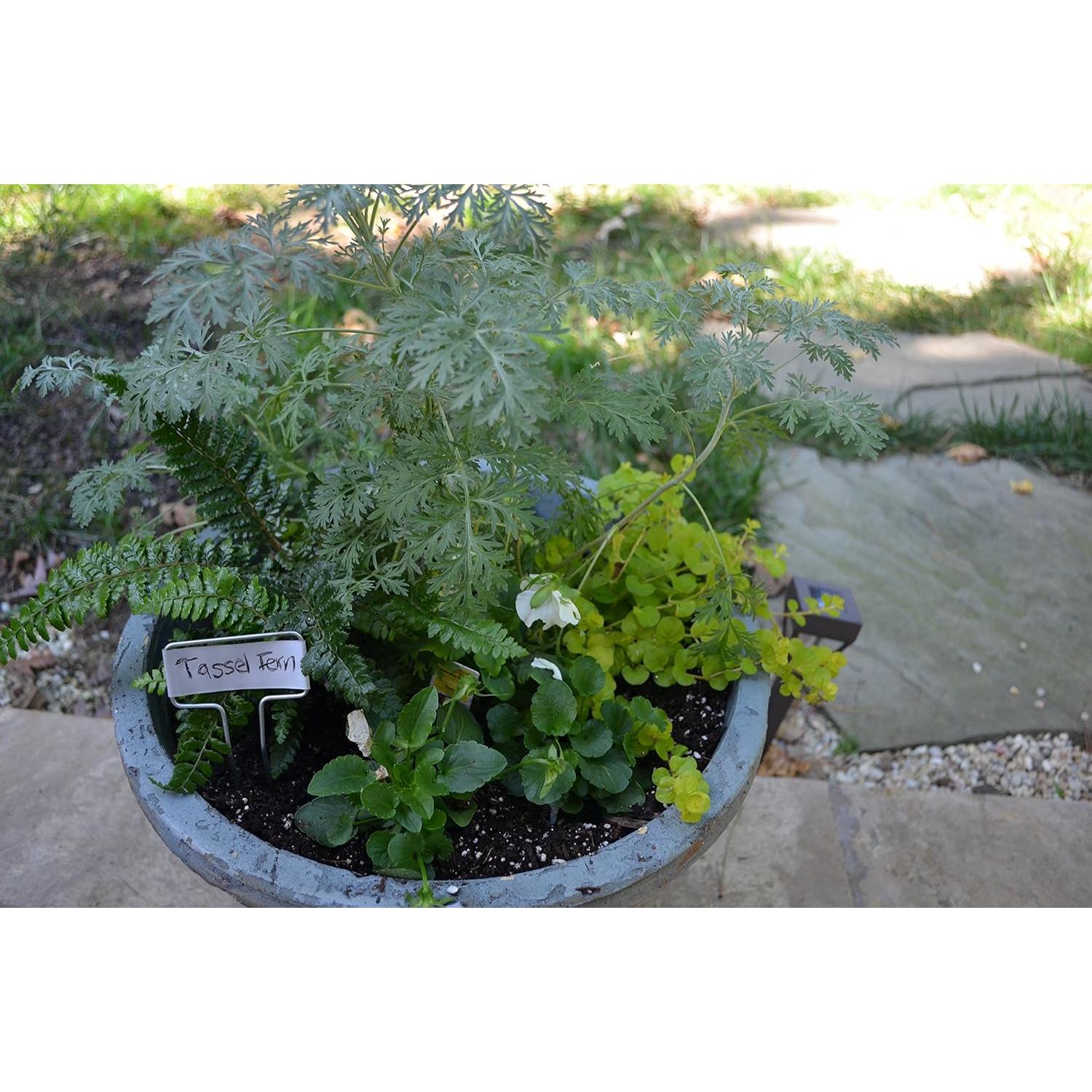 Marcador de Planta de Zinc Bosmere 5 cm Alto - Paquete de 20