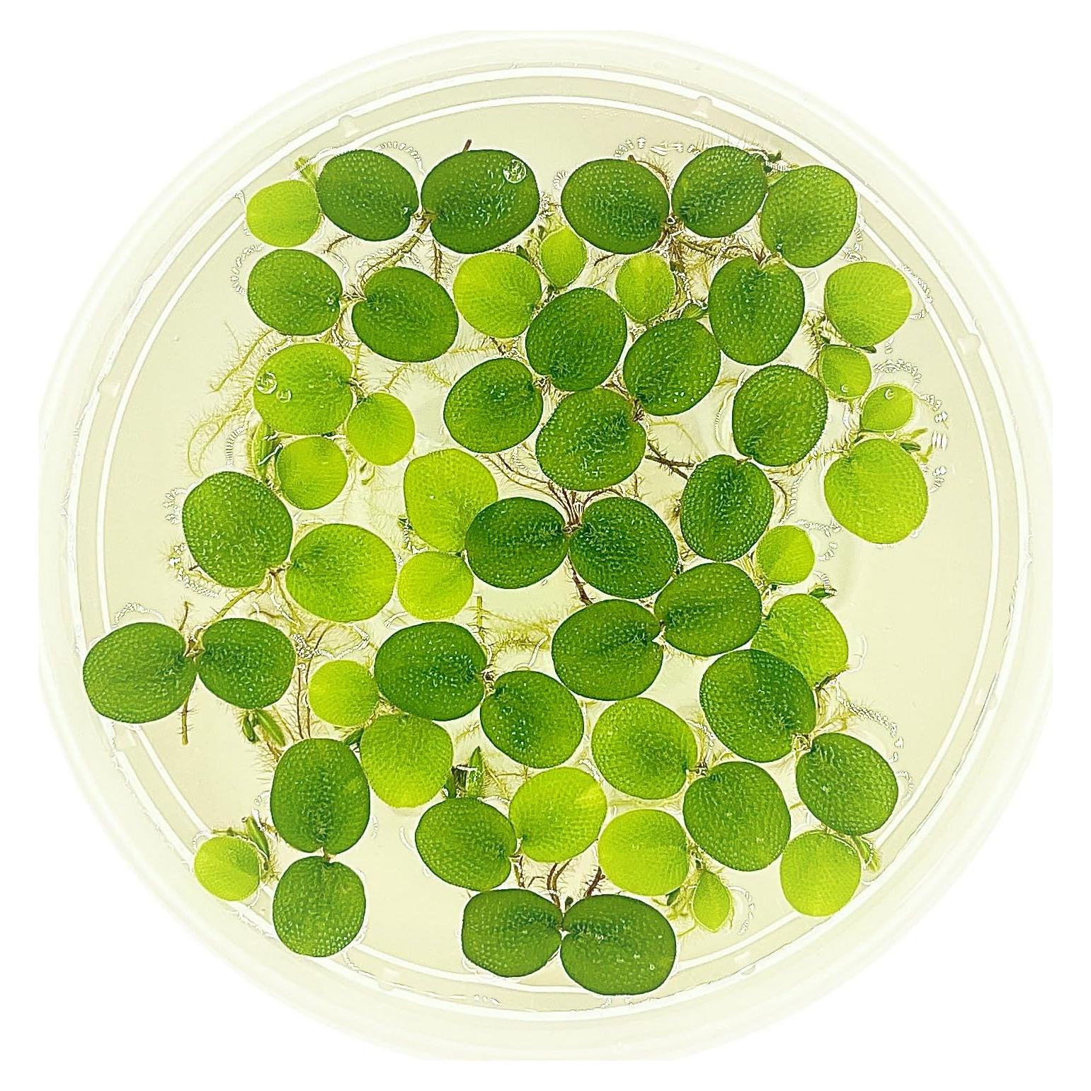 Planta Acuática Salvinia Minima Centro de Plantas 6 Unidades