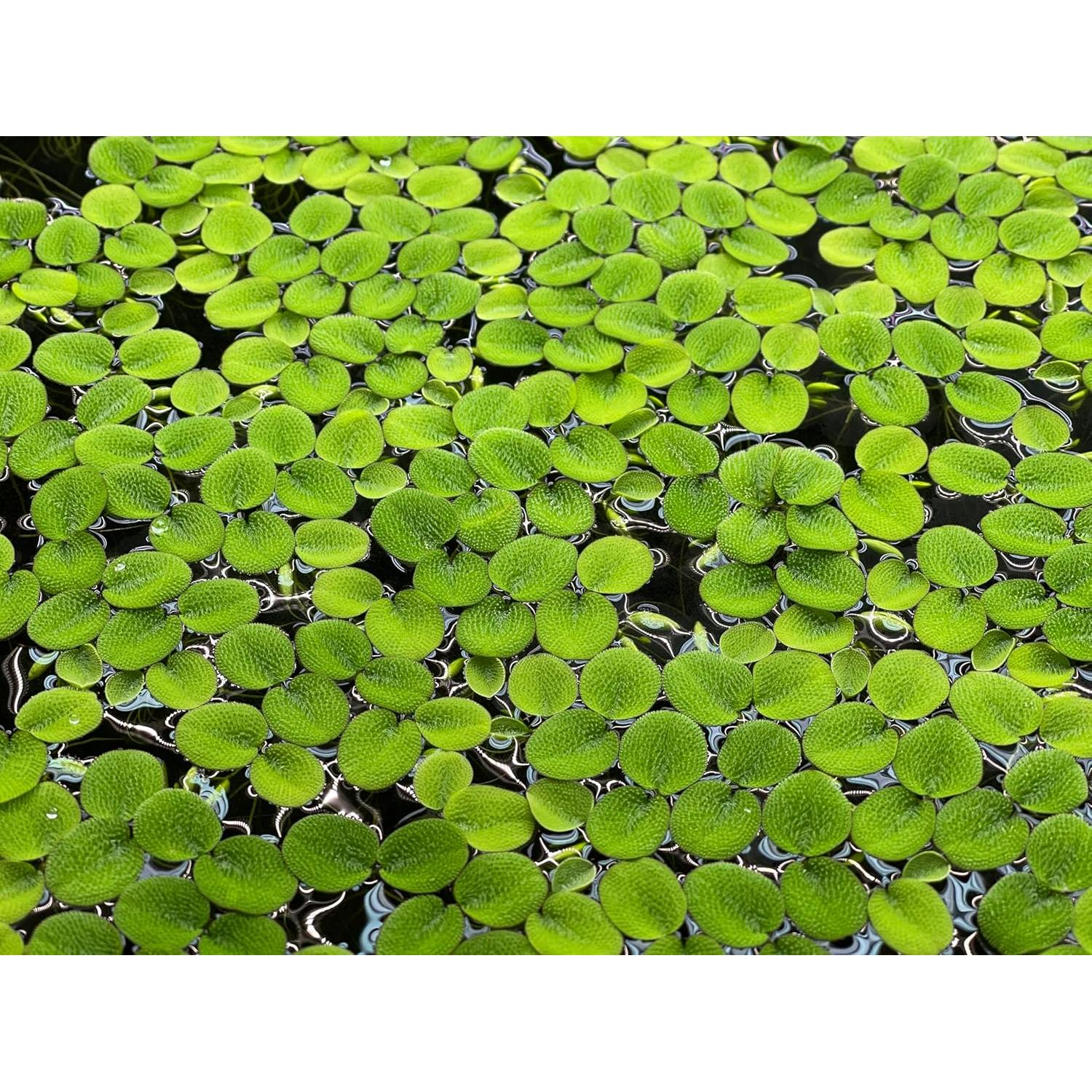 Planta Acuática Salvinia Minima Centro de Plantas 6 Unidades