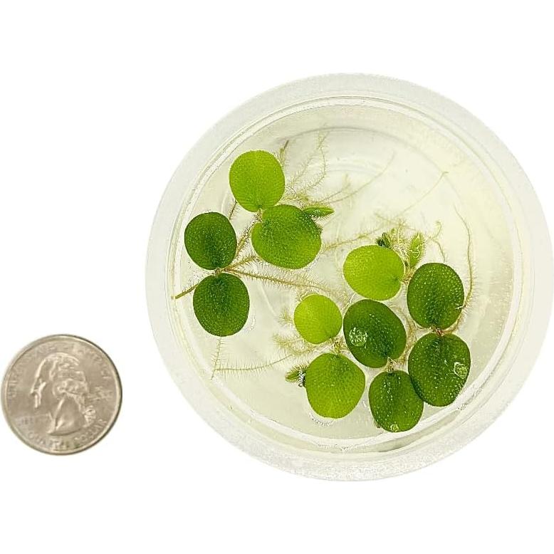 Planta Acuática Salvinia Minima Centro de Plantas 6 Unidades