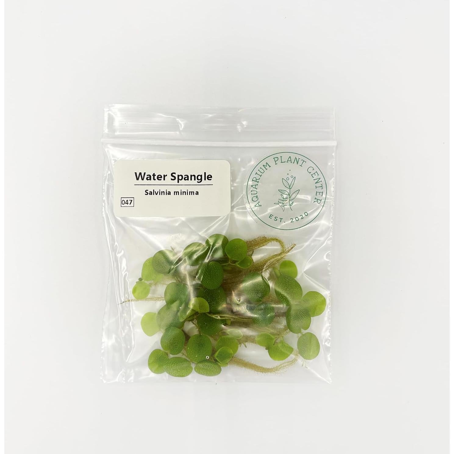 Planta Acuática Salvinia Minima Centro de Plantas 6 Unidades