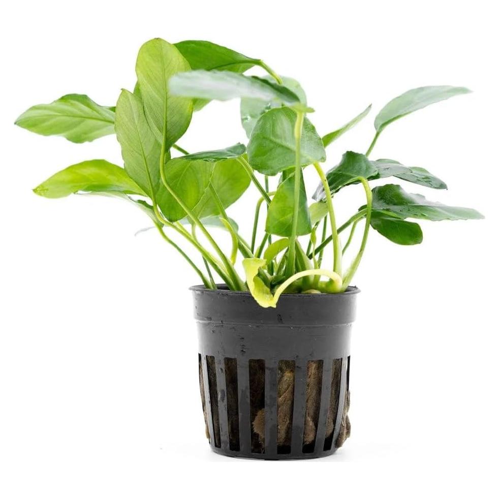 Planta Acuática Anubias Nana Paxing - 3 Macetas - Verde Profundo