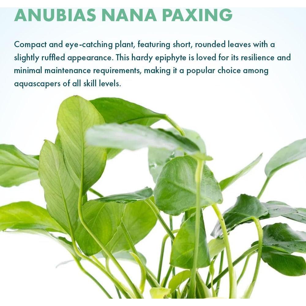 Planta Acuática Anubias Nana Paxing - 3 Macetas - Verde Profundo