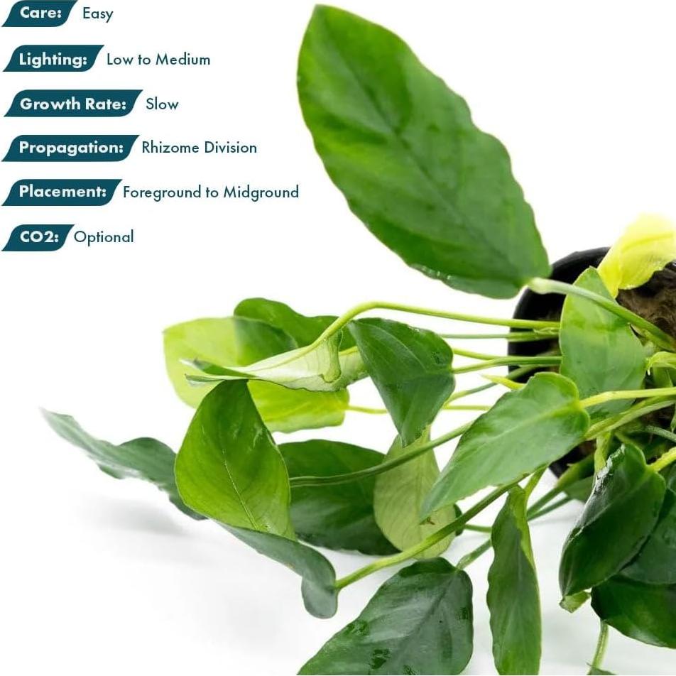 Planta Acuática Anubias Nana Paxing - 3 Macetas - Verde Profundo