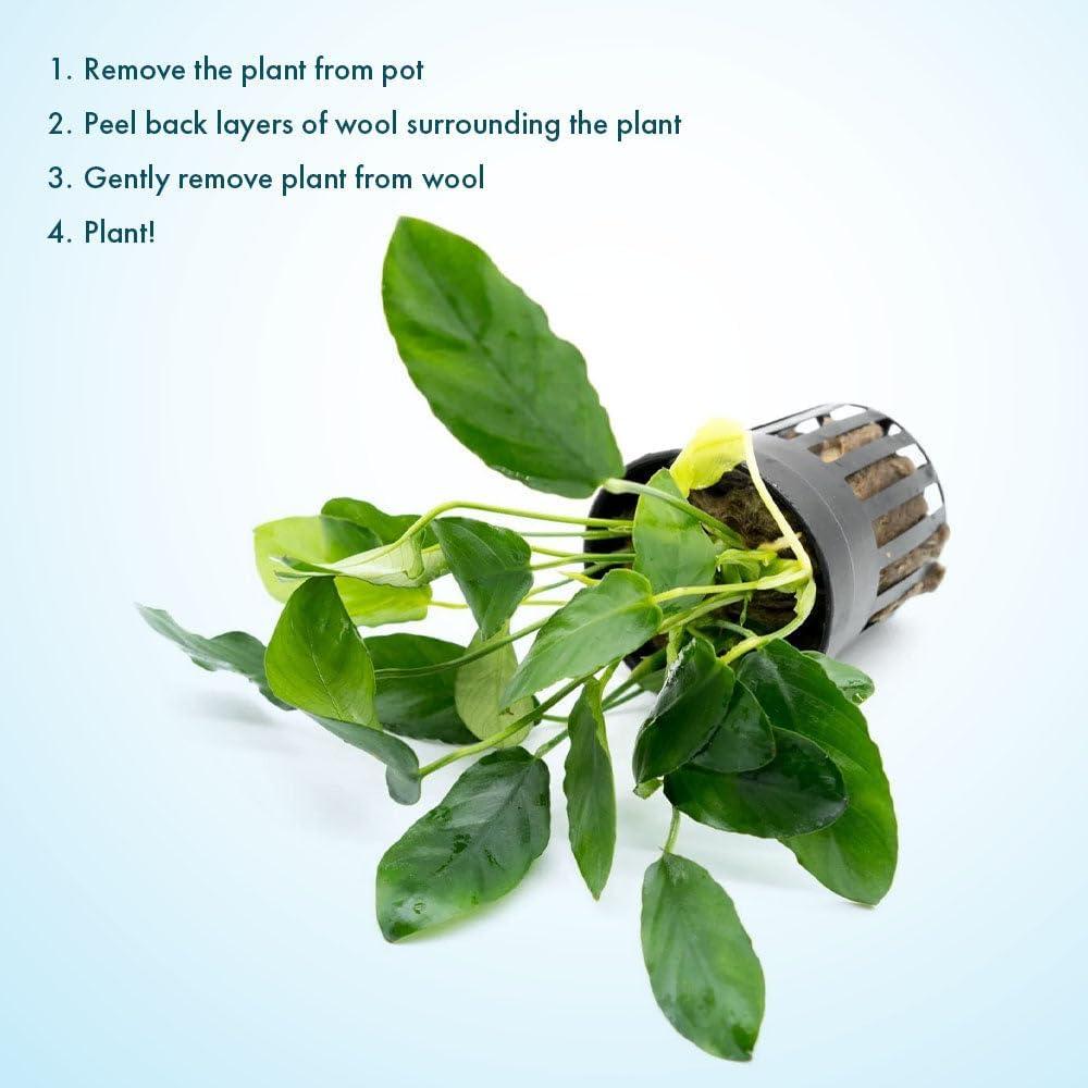 Planta Acuática Anubias Nana Paxing - 3 Macetas - Verde Profundo