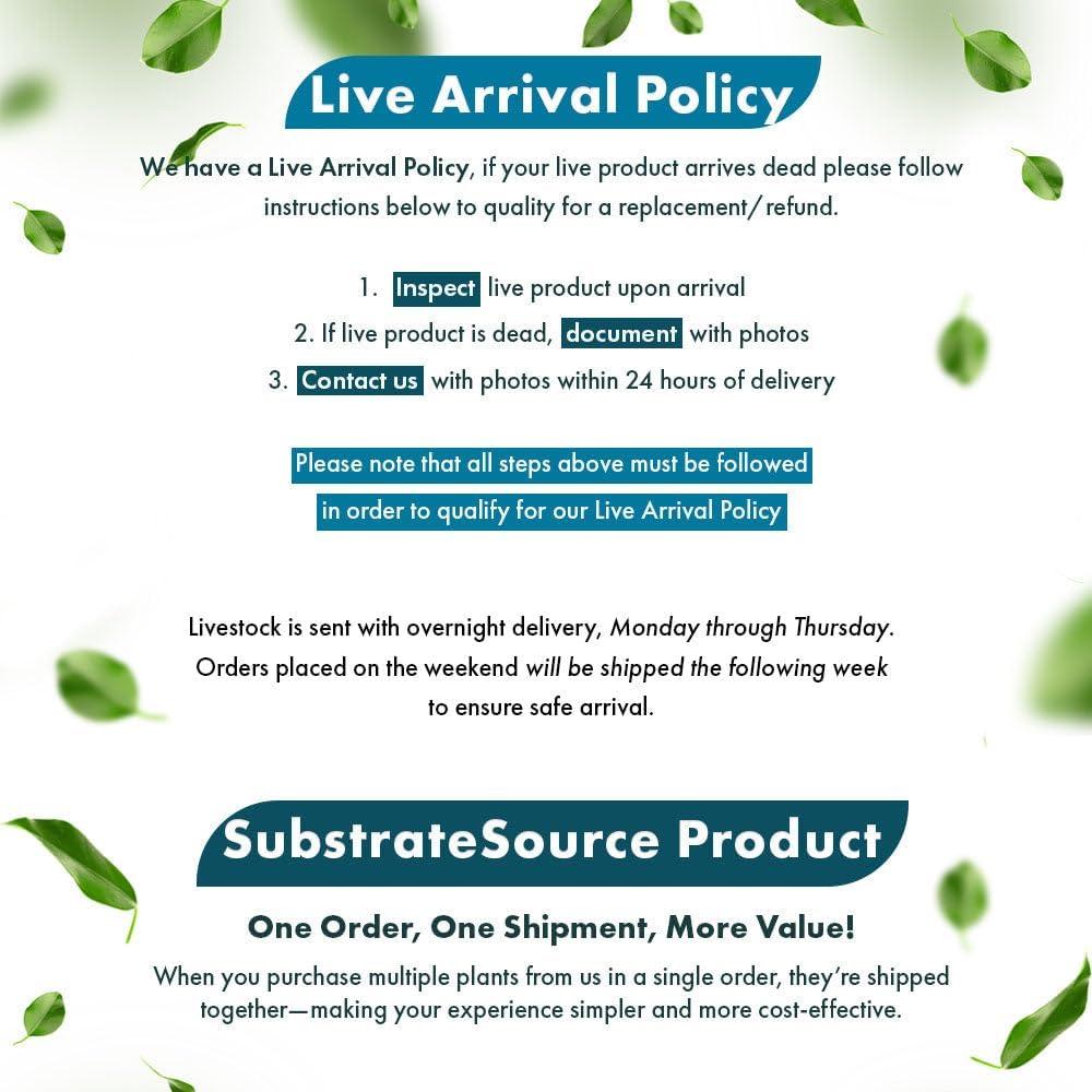 Planta Acuática Anubias Nana Paxing - 3 Macetas - Verde Profundo