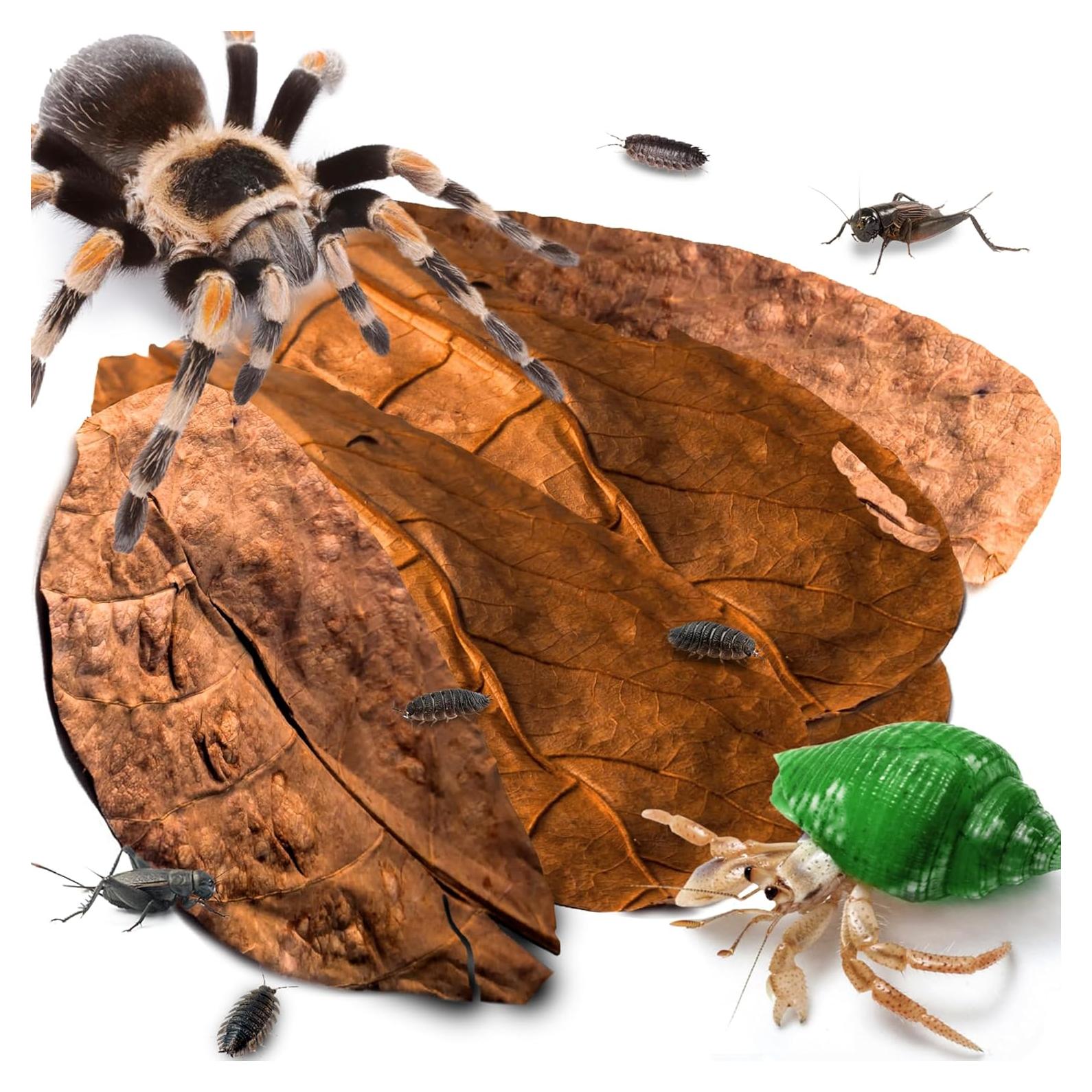 Hojas Secas de Almendra India Catappa SunGrow - Paquete de 10