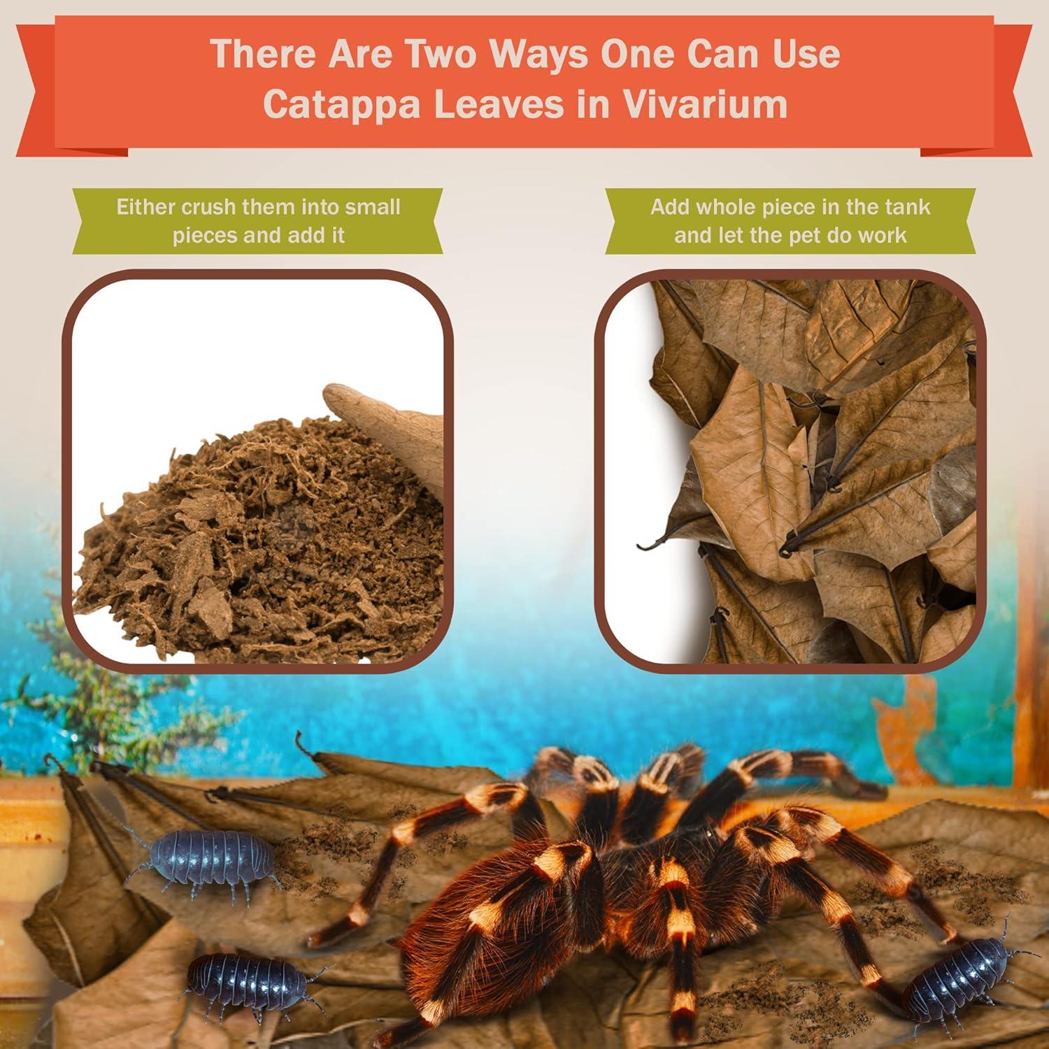 Hojas Secas de Almendra India Catappa SunGrow - Paquete de 10