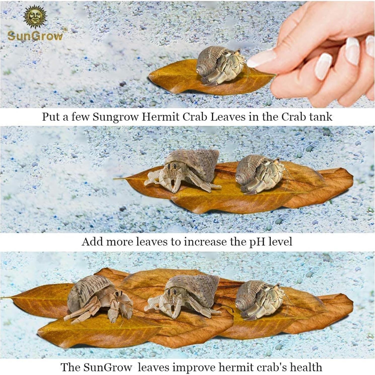 Hojas Secas de Almendra India Catappa SunGrow - Paquete de 10