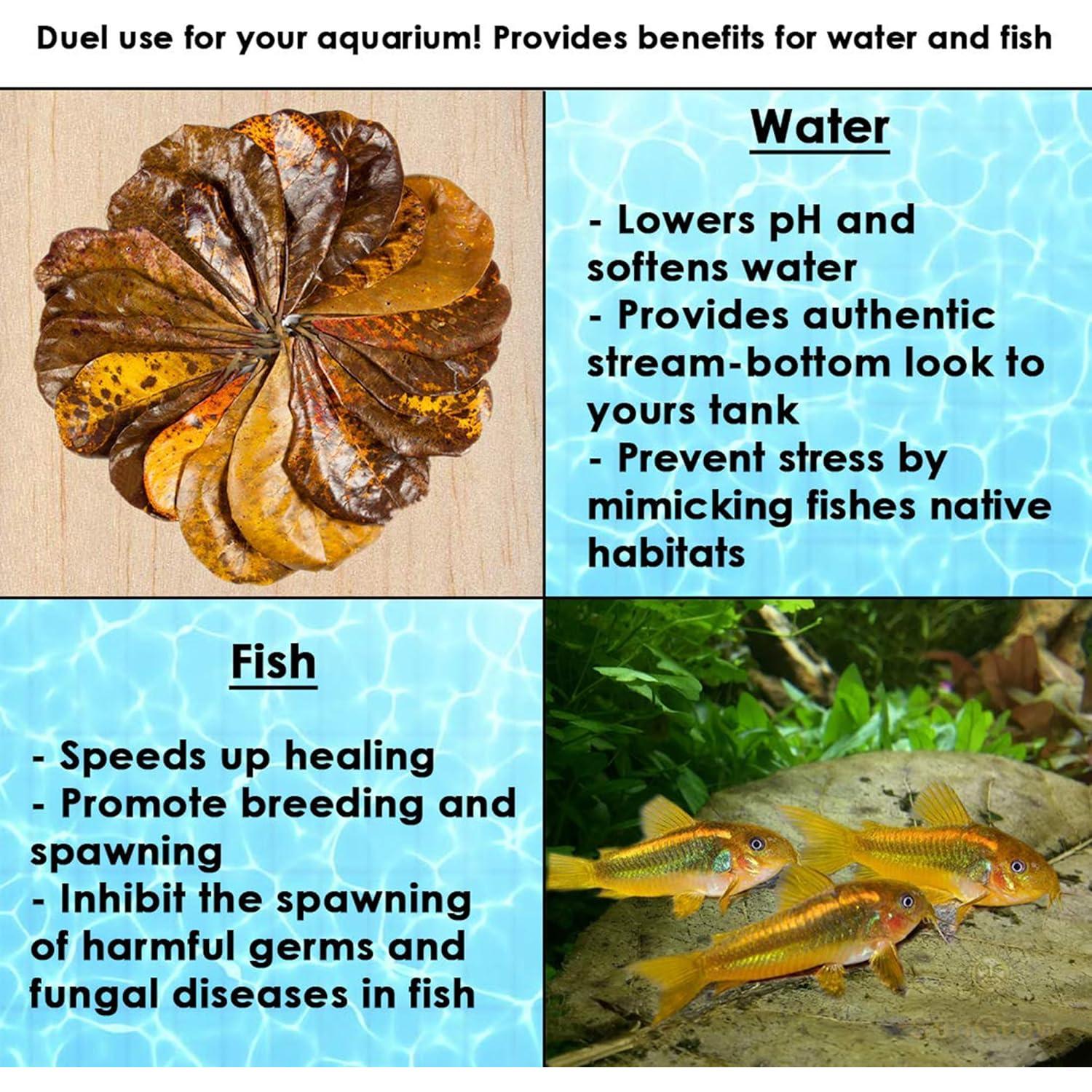 Hojas Secas de Almendra India Catappa SunGrow - Paquete de 10