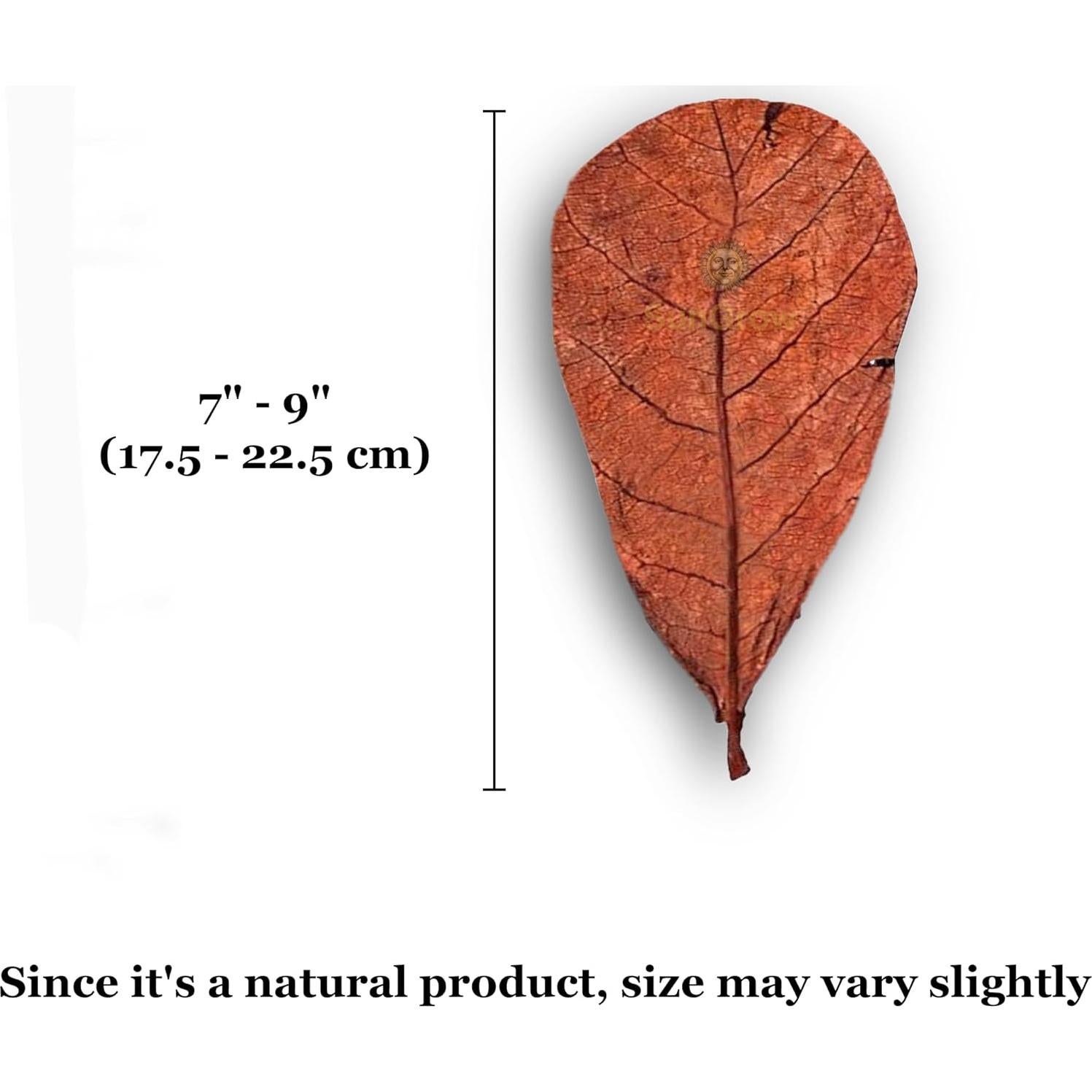 Hojas Secas de Almendra India Catappa SunGrow - Paquete de 10