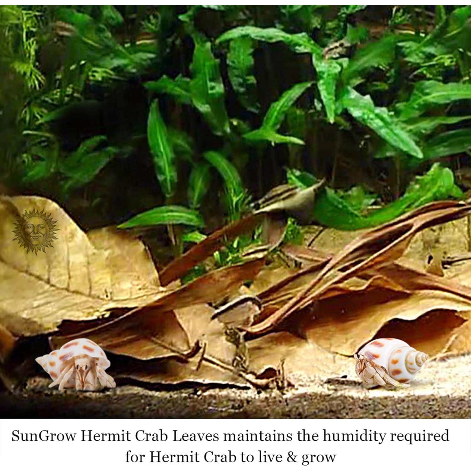 Hojas Secas de Almendra India Catappa SunGrow - Paquete de 10