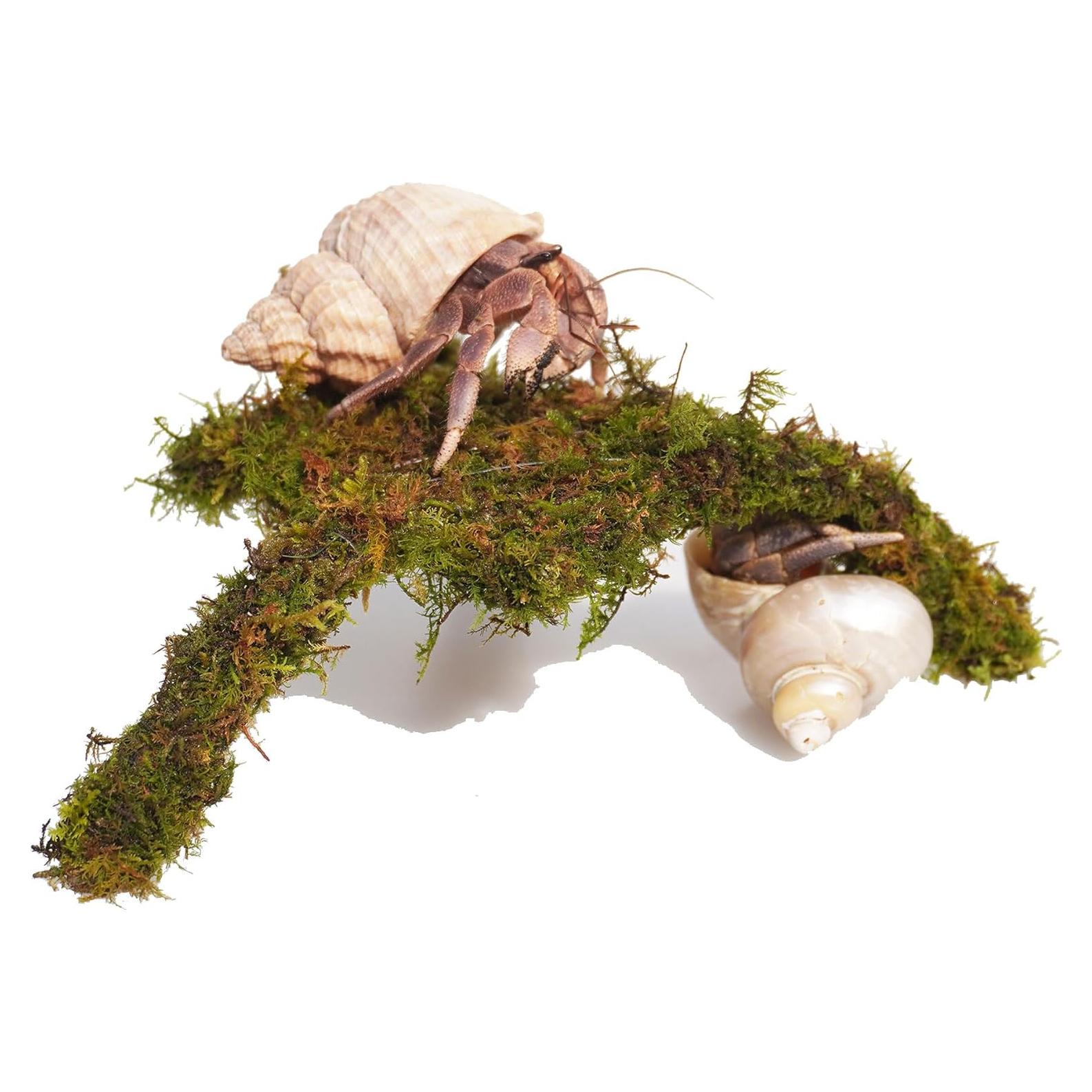 Plataforma de Escalada Mini para Cangrejos Ermitaños Jinymral 18.8x17.8cm