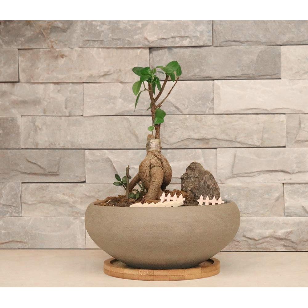 Maceta de Bonsai MUZHI Cerámica Redonda 20 cm con Bandeja