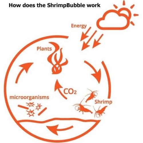 Ecosistema Acuático Autosostenible Rainforest 8.89cm
