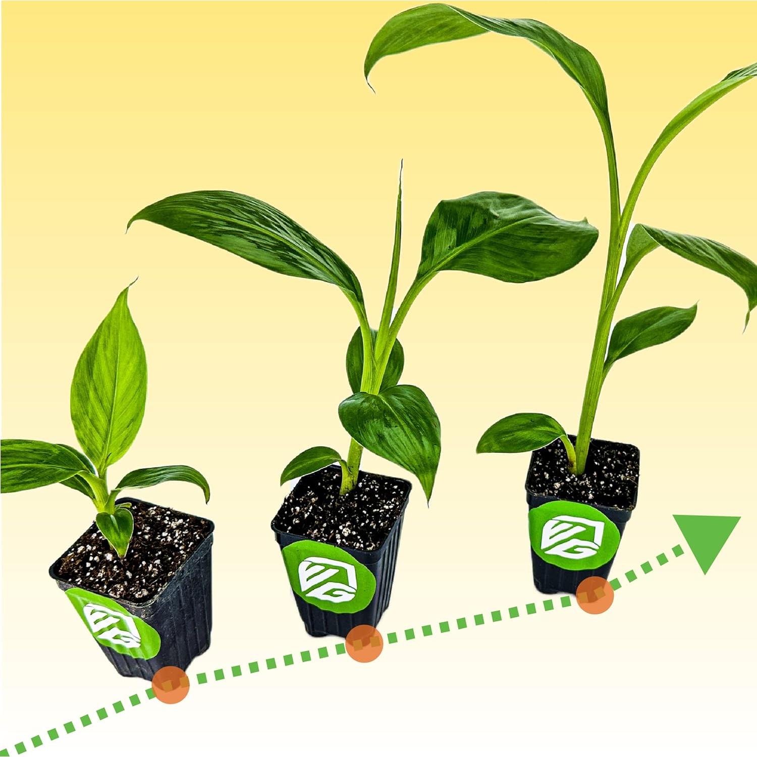 Fertilizante Soluble en Agua Wellspring Gardens 15-5-30 0.45kg