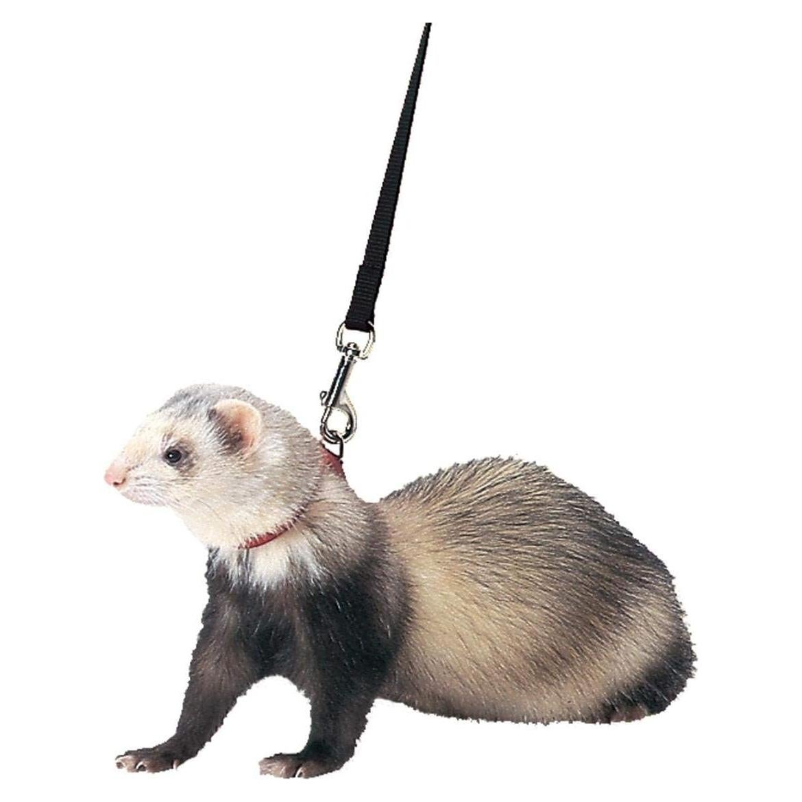 Arnés y Correa Ajustable Marshall para Hurones - Negro