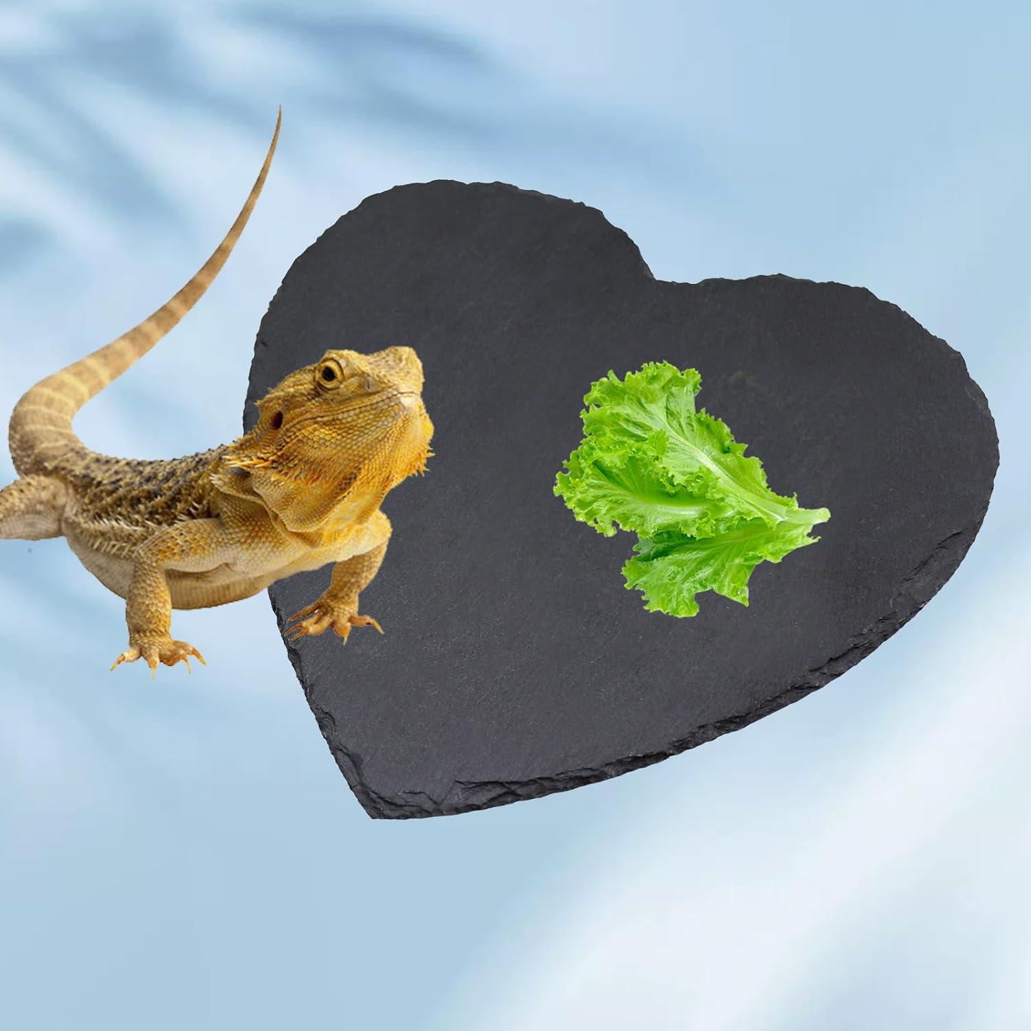 Plataforma de Sol y Alimentación para Reptiles Oooct 20 cm