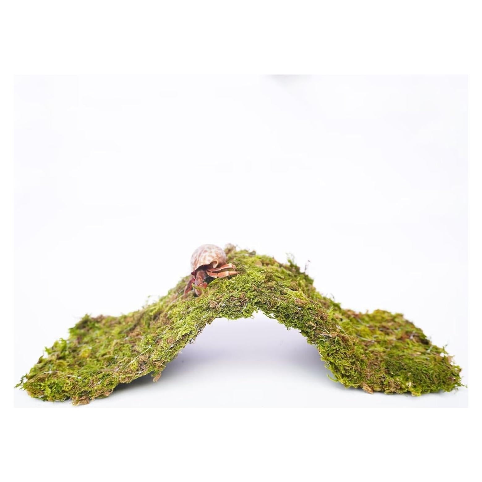 Puente de Escalada para Cangrejos Ermitaños Begeterday 34 cm