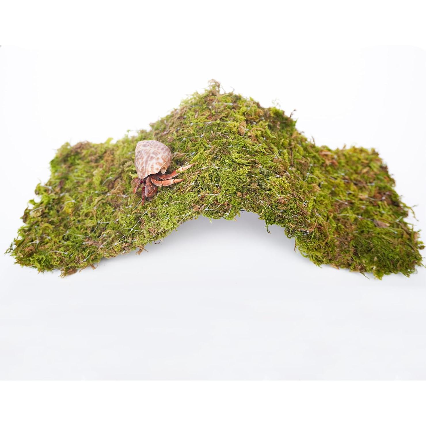 Puente de Escalada para Cangrejos Ermitaños Begeterday 34 cm