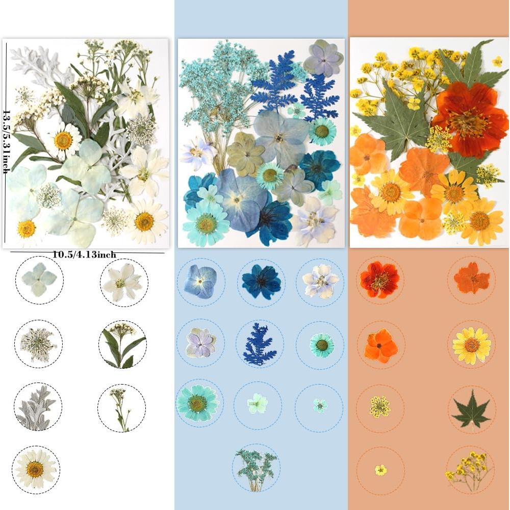180 Flores Secas Prensadas Buzidao para Manualidades DIY