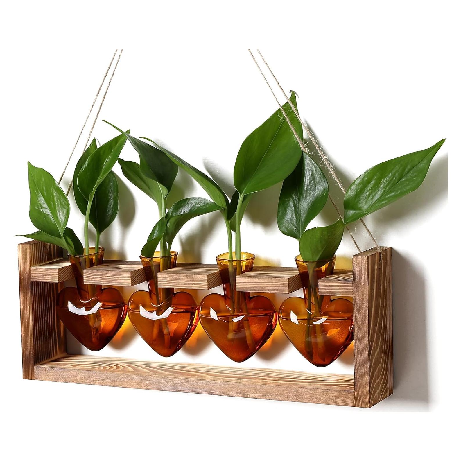 Kit de Terrario Corazón CYZglass con 4 Jarrones de Vidrio